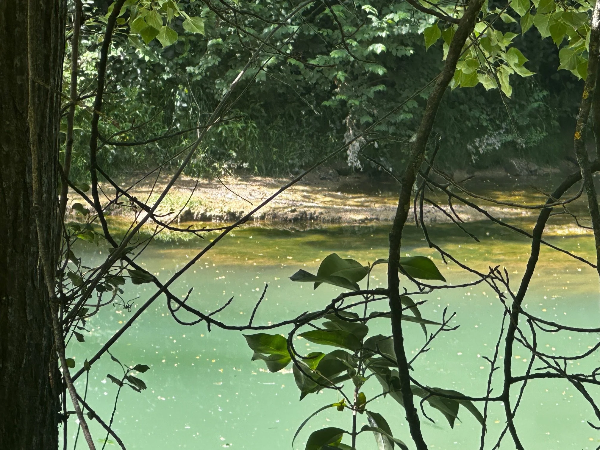 Une scène de nature avec un arbre en premier plan, des branches et feuilles, et une rivière ou un étang au fond, entouré de verdure.