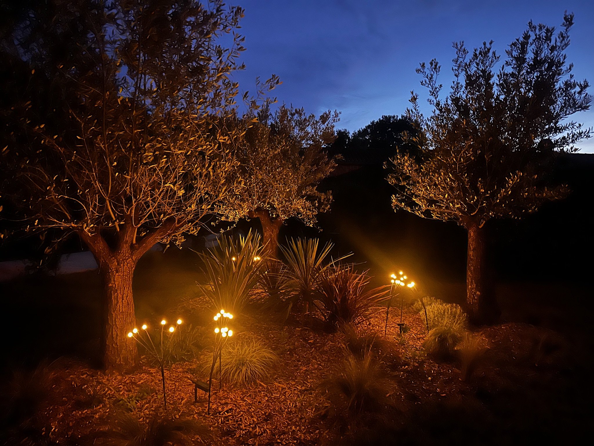Jardín nocturne avec deux arbres, éclairage de lampes décoratives et plantes xerophytes, ciel crépusculaire.