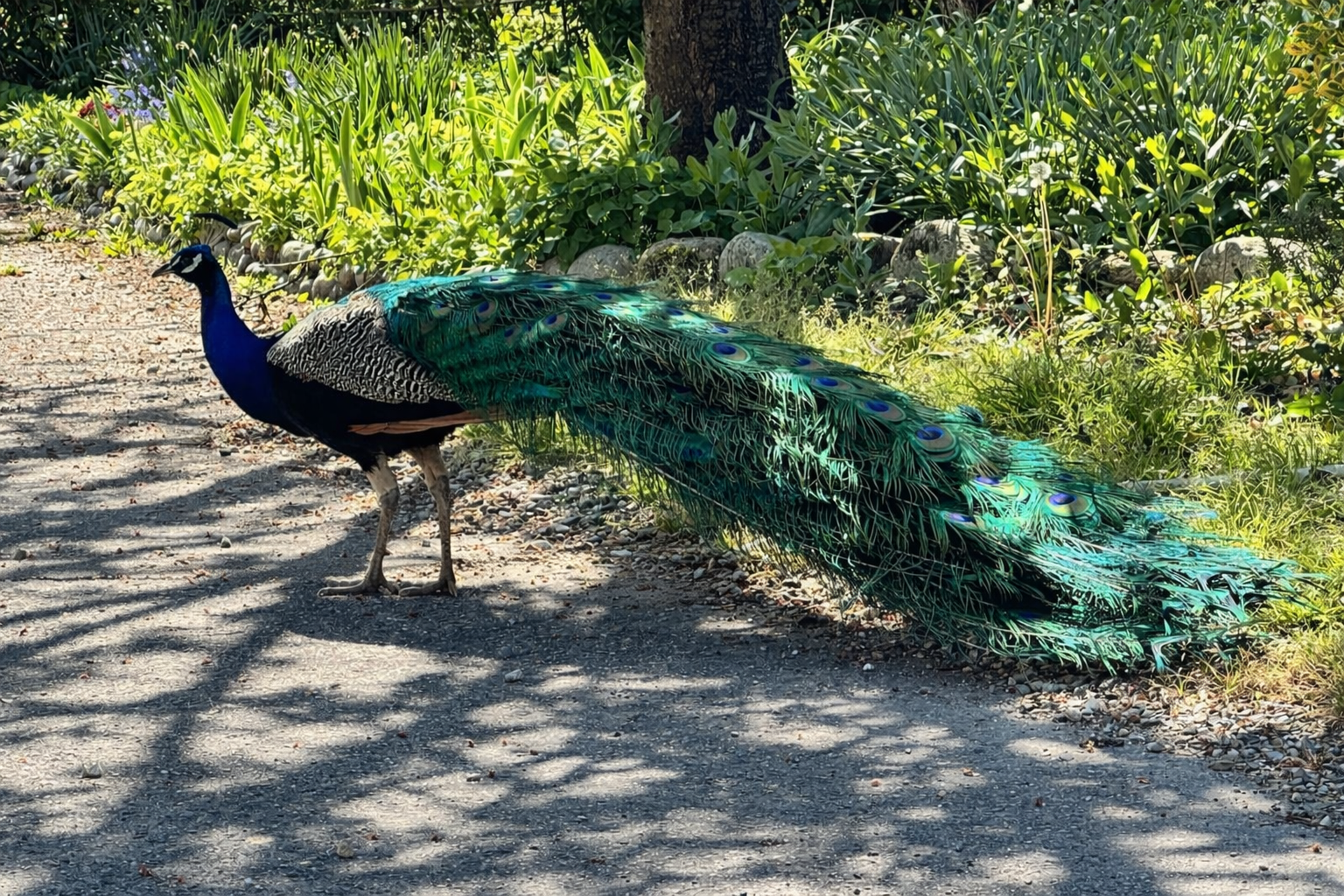 Paon bleu et vert avec plumes colorées, debout sur un sentier en plein air, entouré de végétation luxuriante.