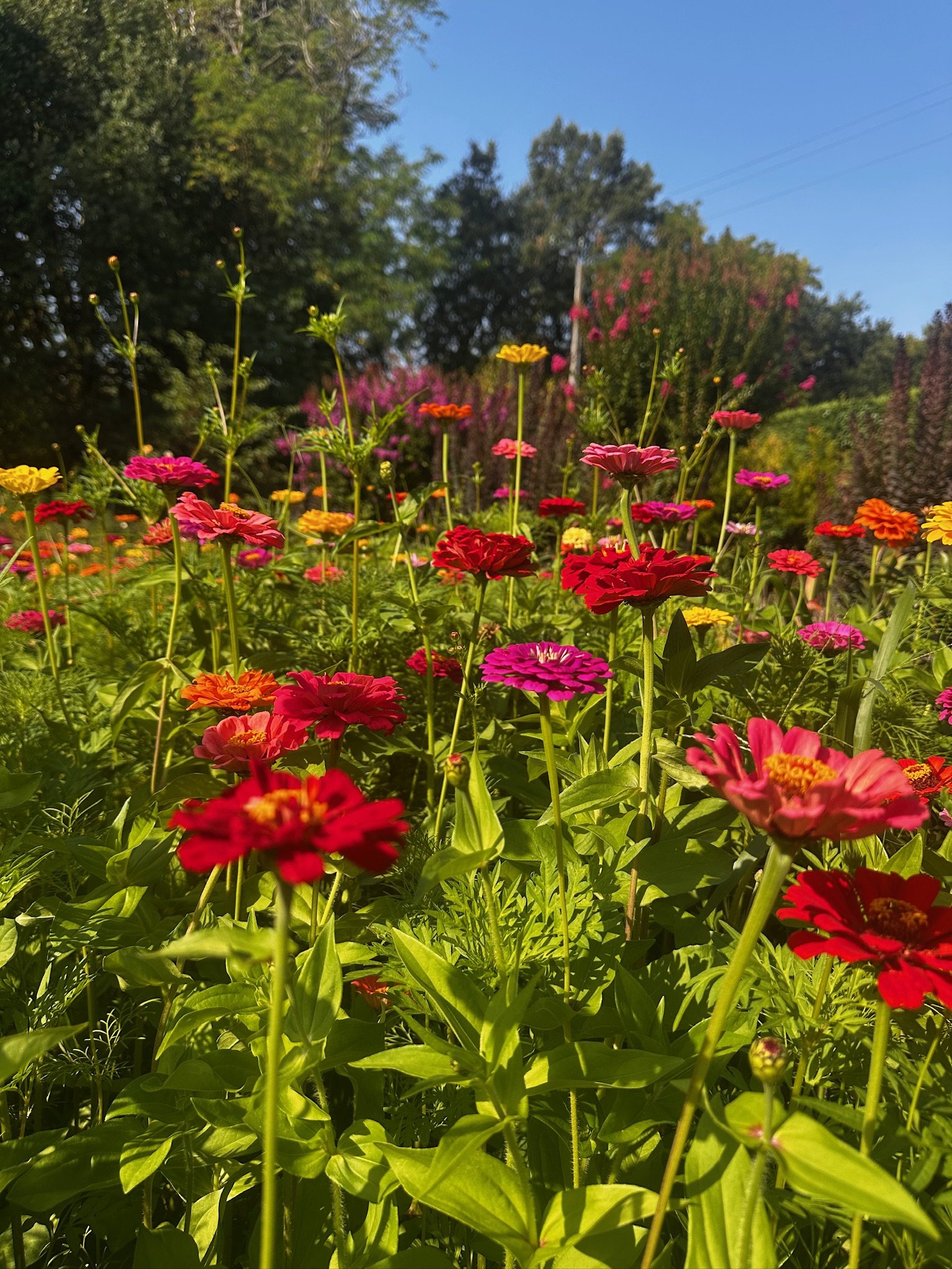 Un jardin avec des fleurs colorées, principalement en rouge, jaune, rose et orange, sous un ciel bleu avec des arbres en arrière-plan.
