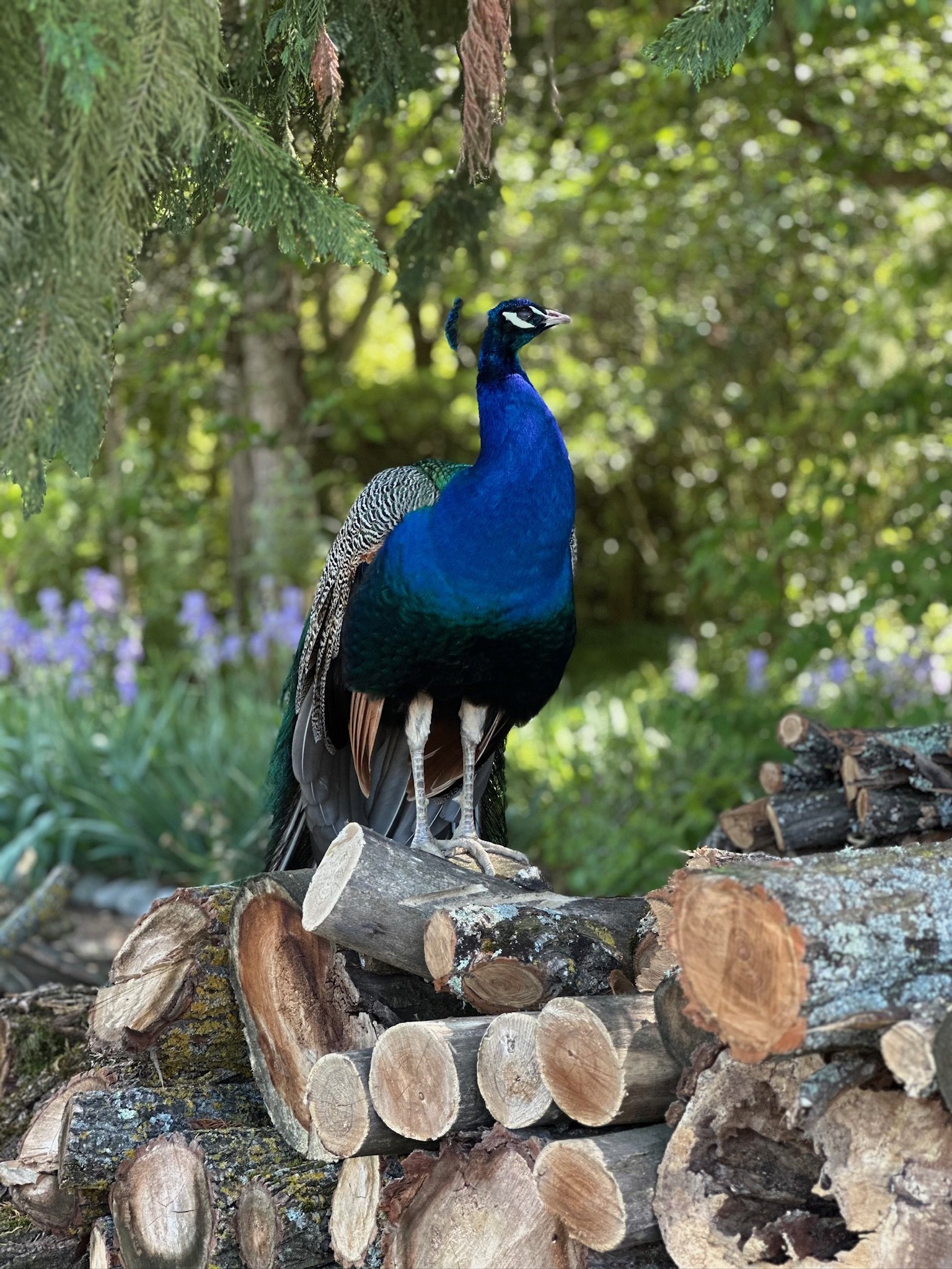 Un paon bleu perché sur un tas de bois dans un environnement forestier.