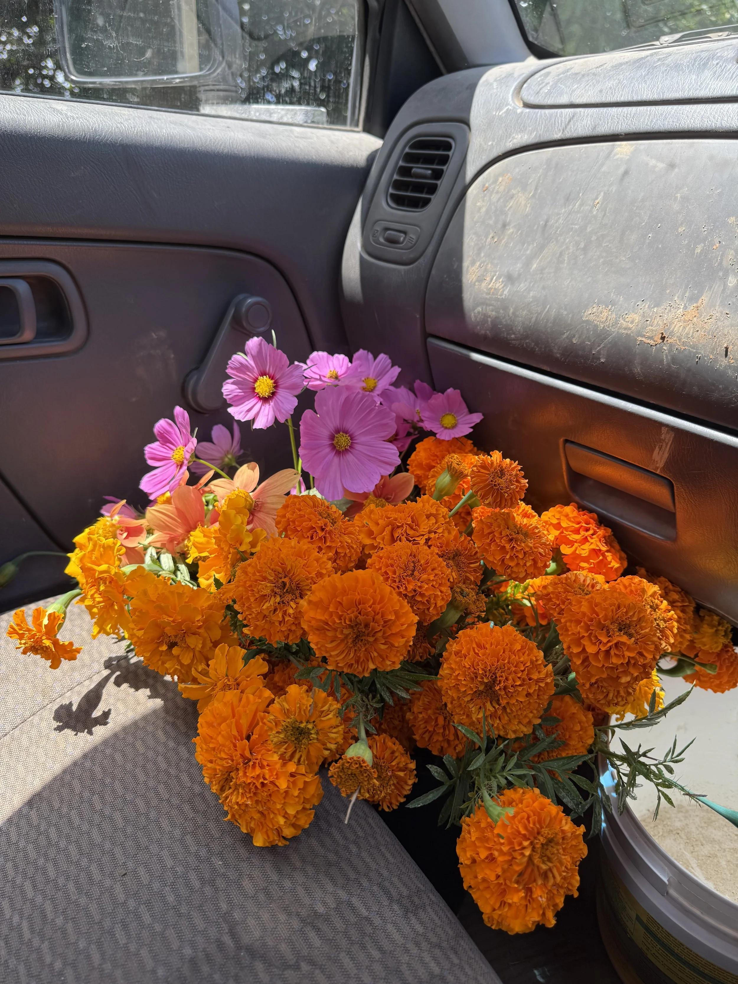 fresh marigolds and cosmos cut from the farm