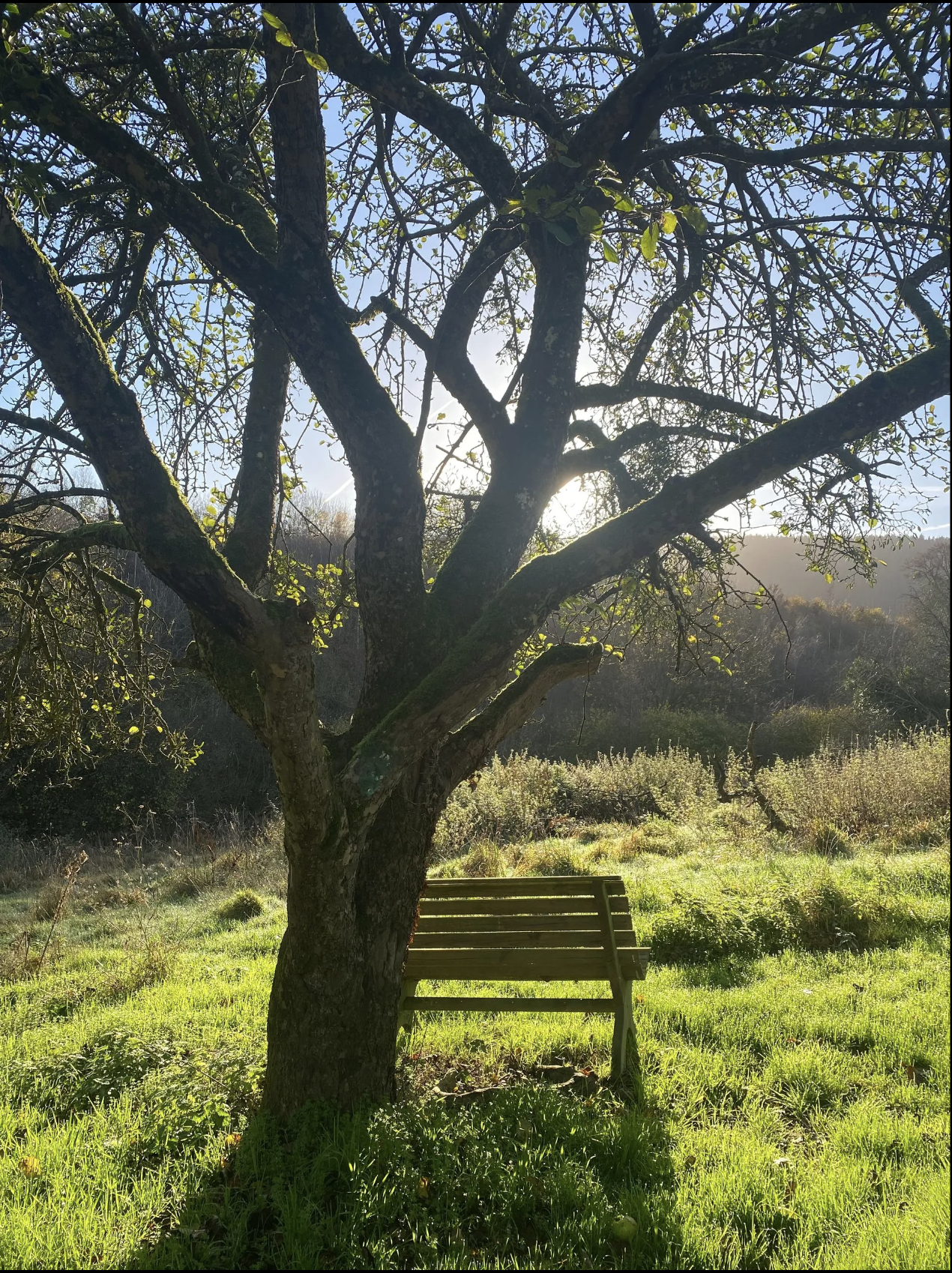 Sunlit grass meadow scene featuring a leafless tree with textured bark and sprawling branches in front of a wooden bench. Bright green grass covers the ground, with a background of bushes and distant hills under a clear sky.