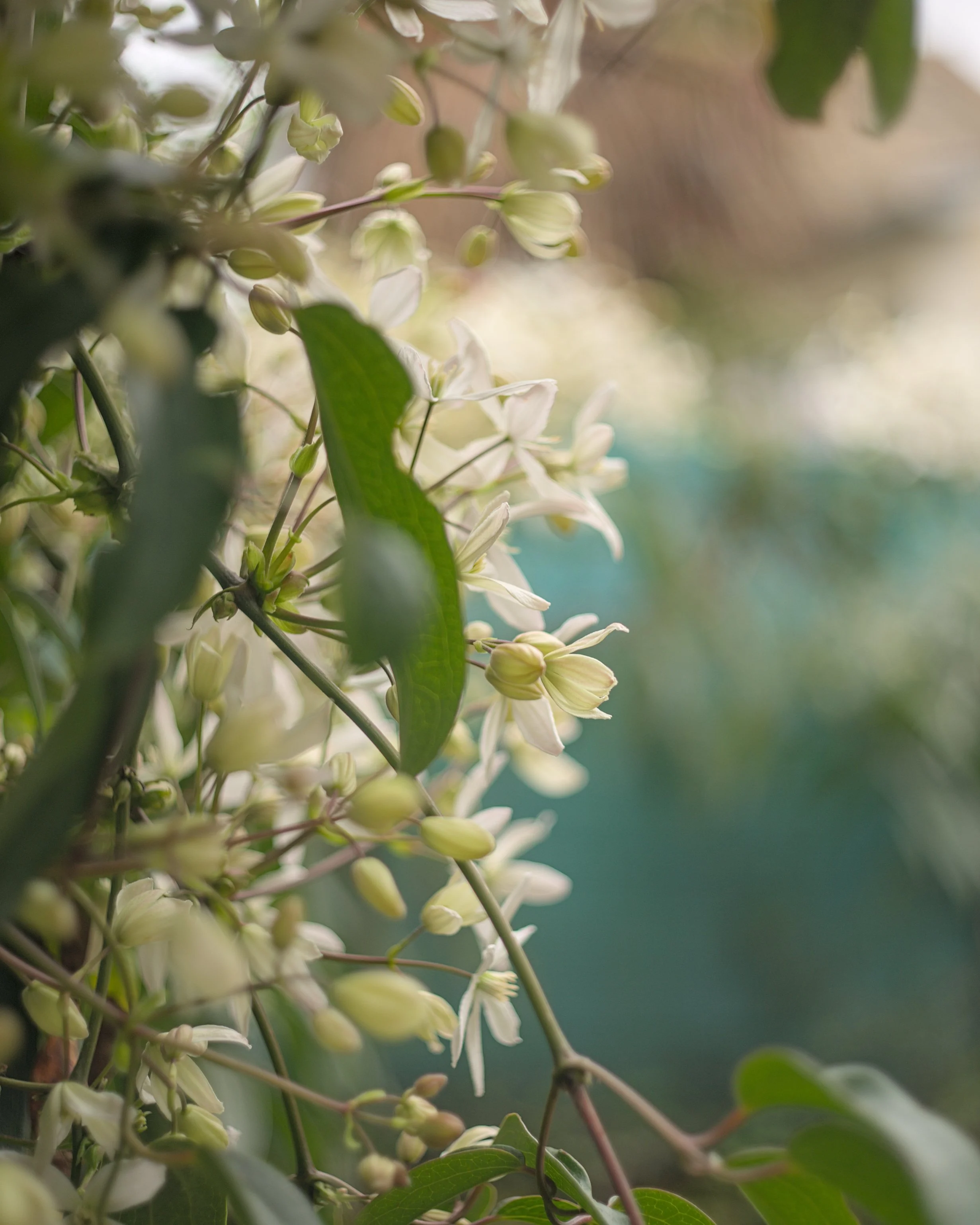 Handpicked garden rose symbolizing artisanal craft at LVEN Perfume Grand perfume workshop and handcrafted fragrance class.