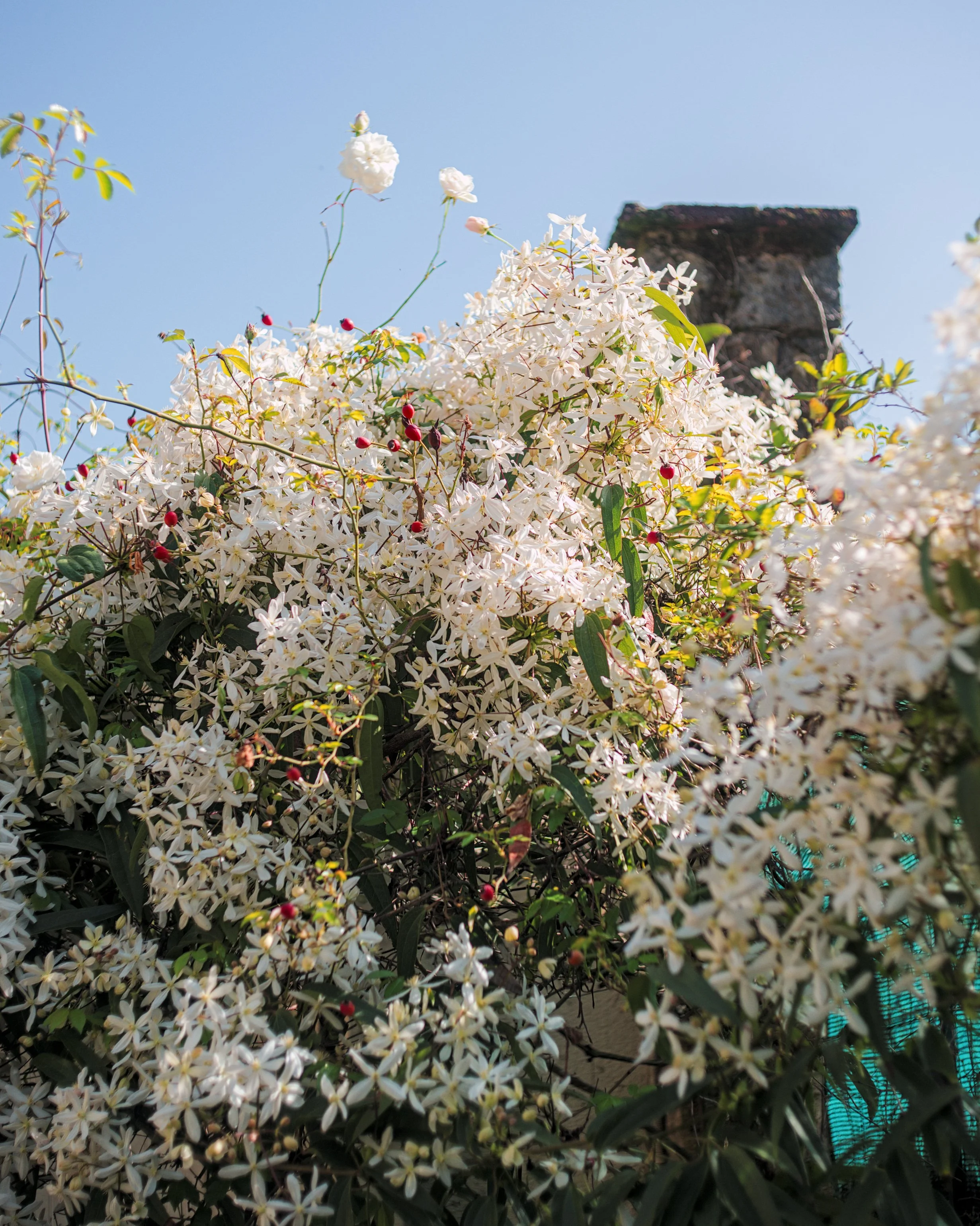 Arbuste en fleurs blanches sous un ciel bleu.
