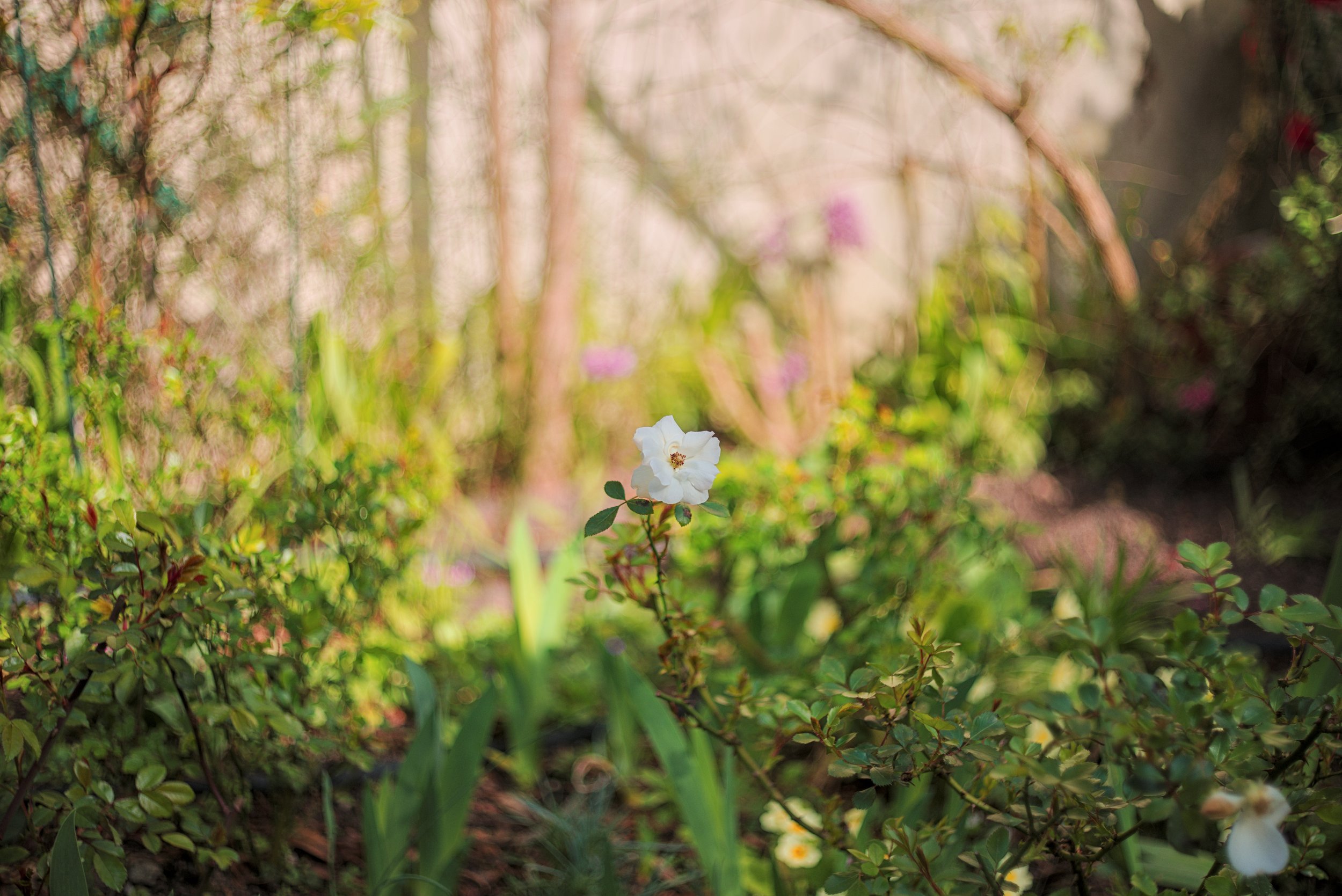 Une fleur blanche au centre d'un jardin verdoyant sous la lumière du soleil.