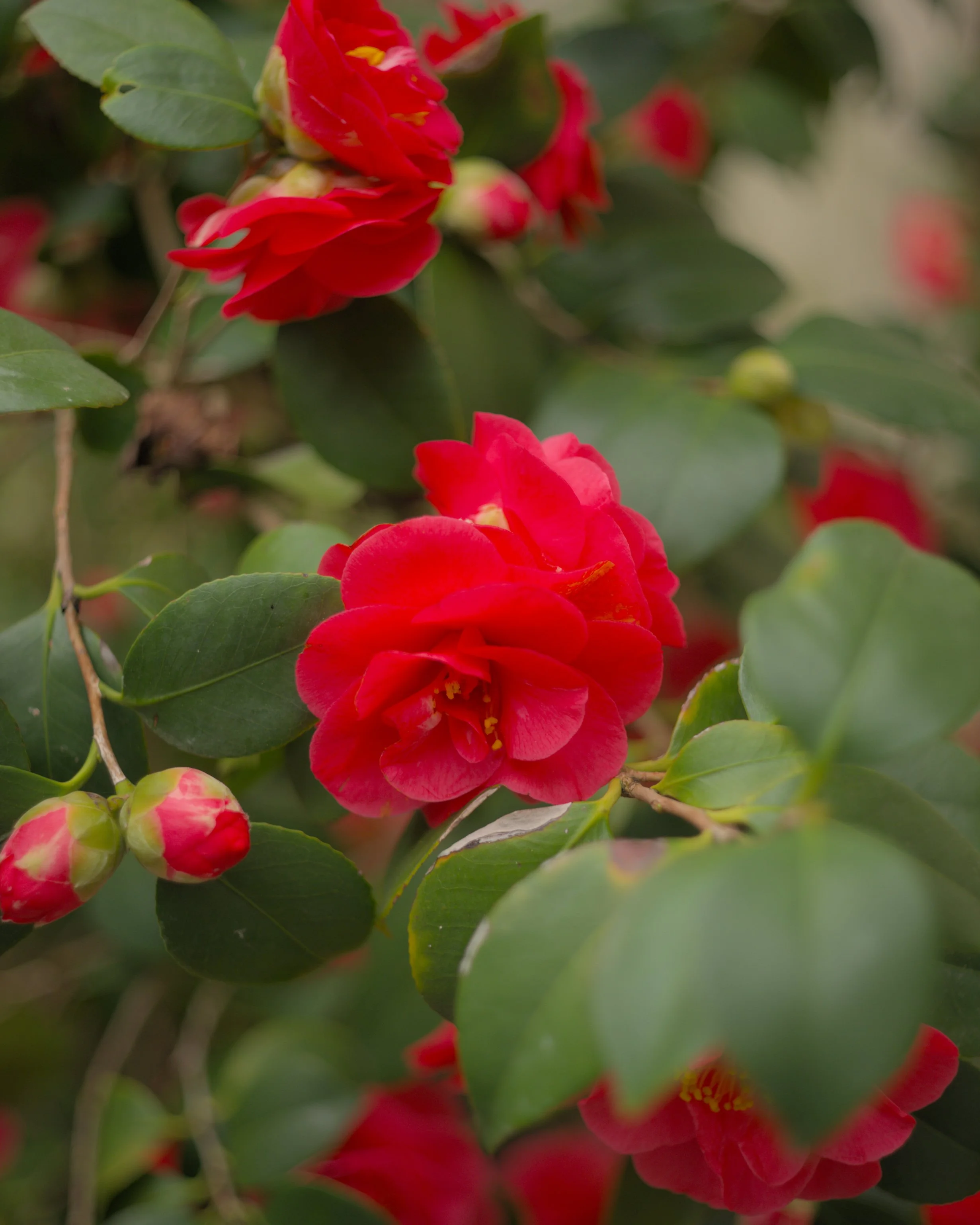 Fleurs rouges et feuilles vertes