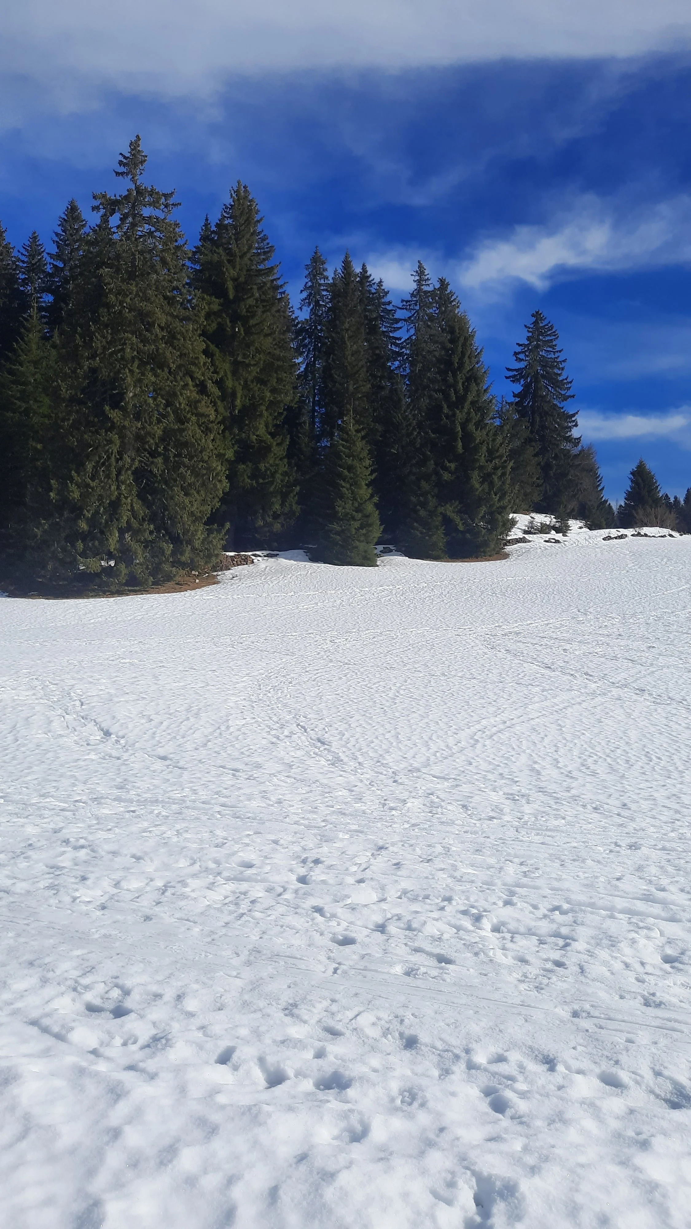 Paysage de montagne avec neige, forêt de conifères, ciel bleu avec quelques nuages.