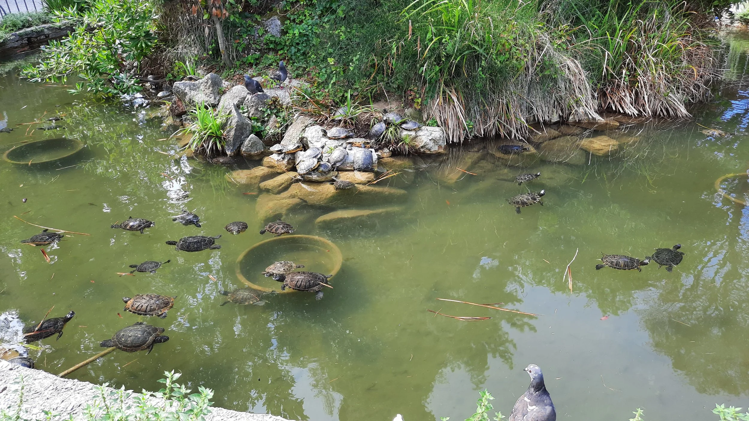 fontaine avec plusieurs tortues nageant et posées sur des rochers, entouré de végétation à Venise