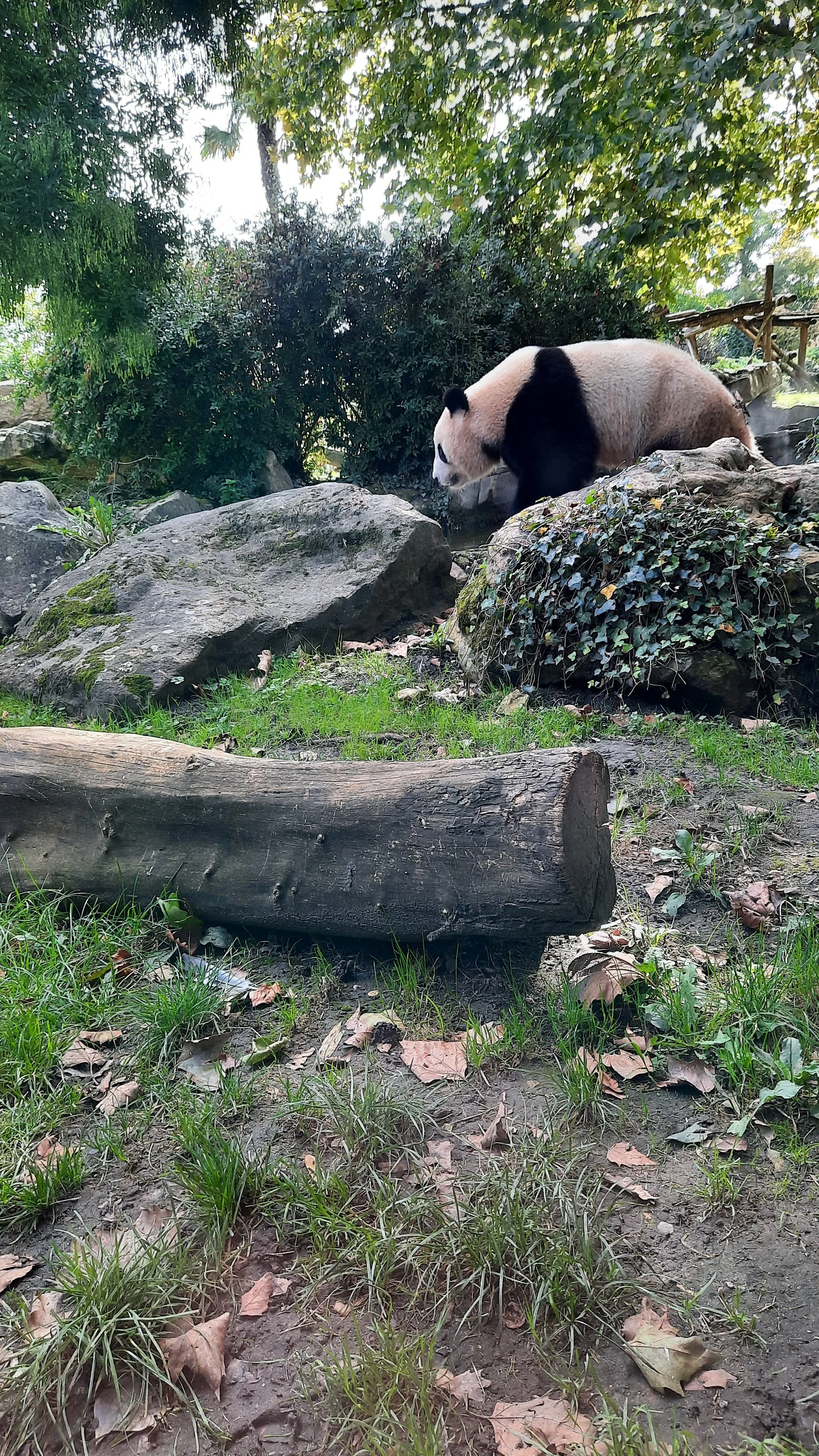 Un panda géant dans un zoo marchant sur des rochers et des branches, entouré de végétation verte.