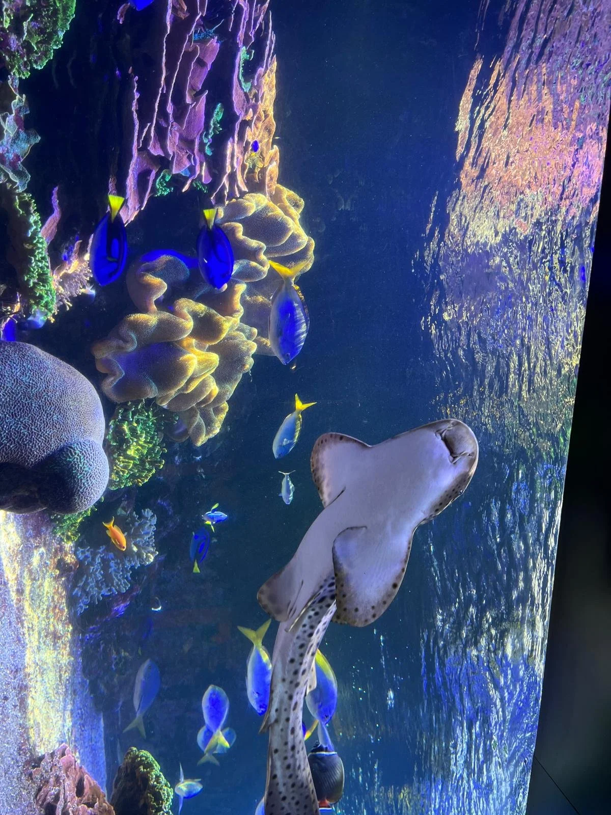 Un grand aquarium avec un requin, des poissons colorés, des coraux, et des récifs sous-maritimes, éclairés par des lumières fluorescentes.