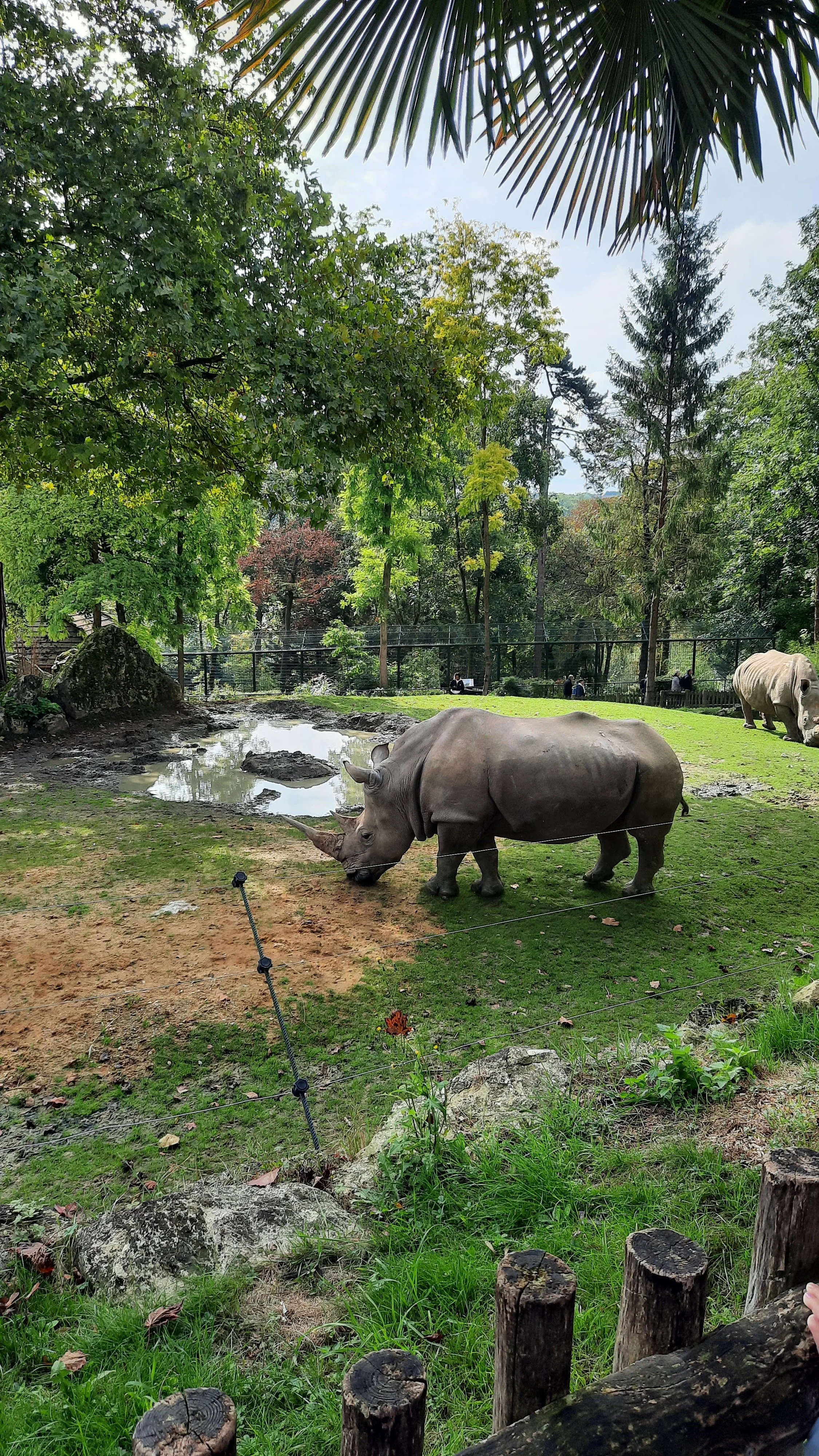 Rhinocéros dans un zoo, entouré d'arbres et d'une clôture, avec un autre rhinocéros en arrière-plan sur l'herbe, près d'une petite mare