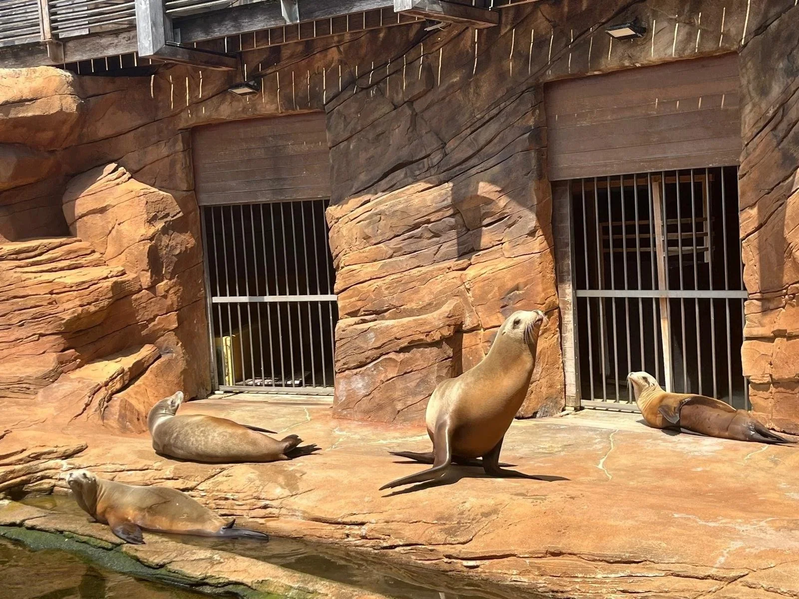Quatre otaries reposent sur des rochers derrière des barreaux dans un enclos de zoo ou d'aquarium.