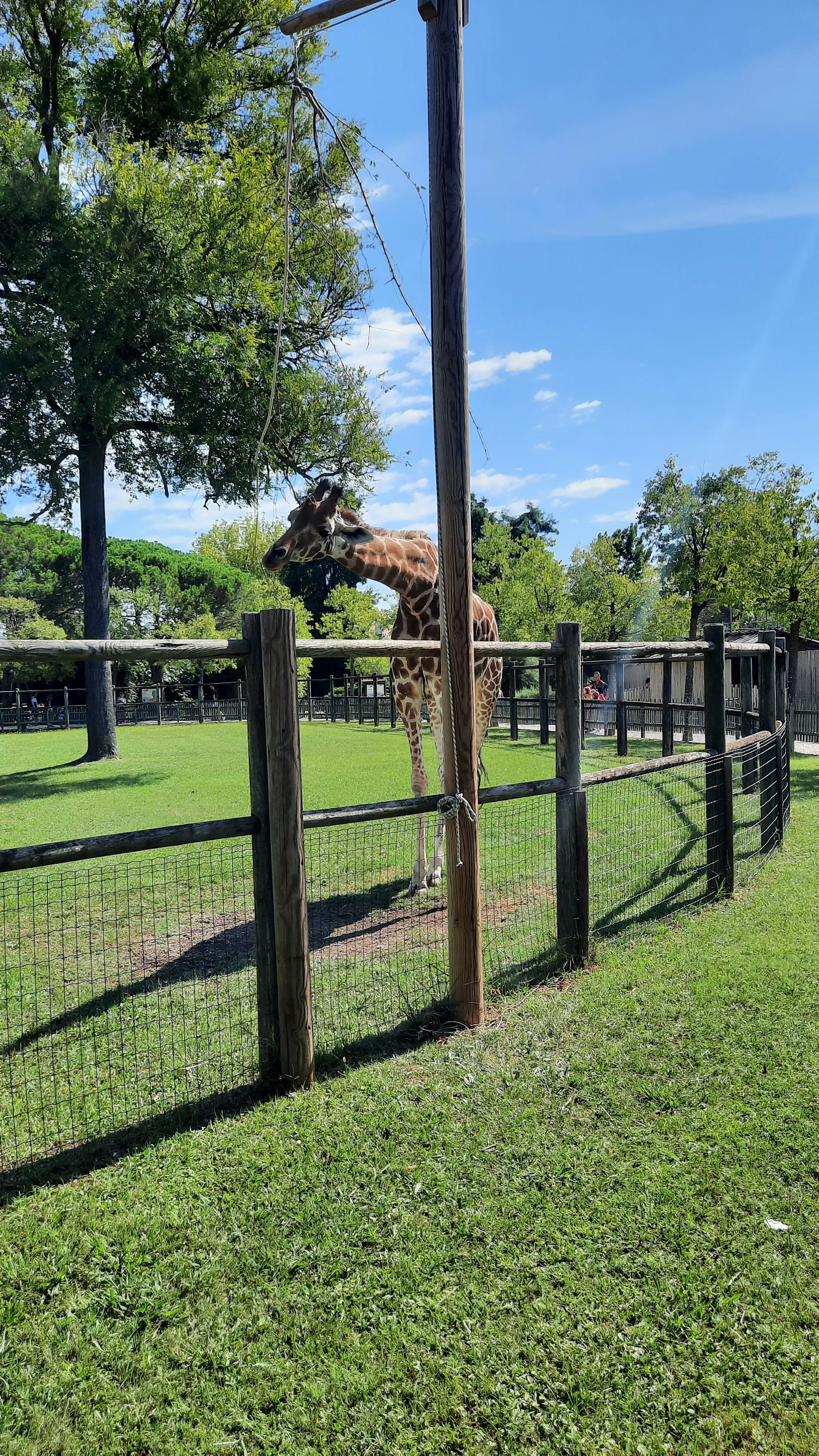 Girafe dans son enclos au zoo, avec des arbres verts et un ciel bleu en arrière-plan.