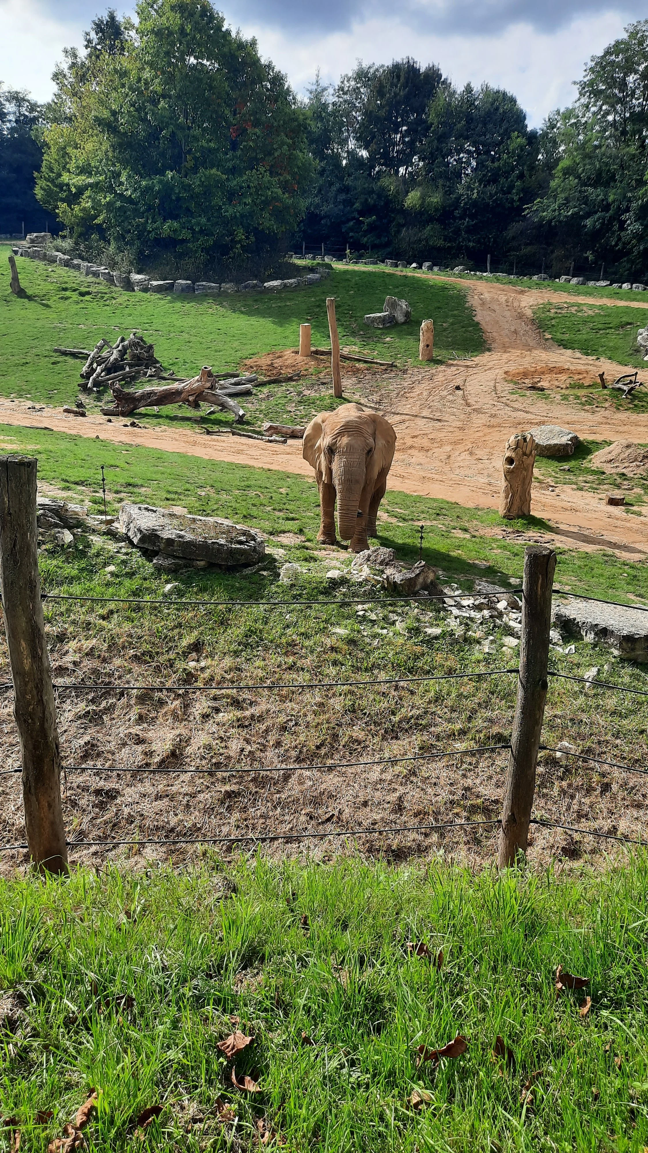 Un éléphant dans un enclos de zoo avec des arbres et des rochers.