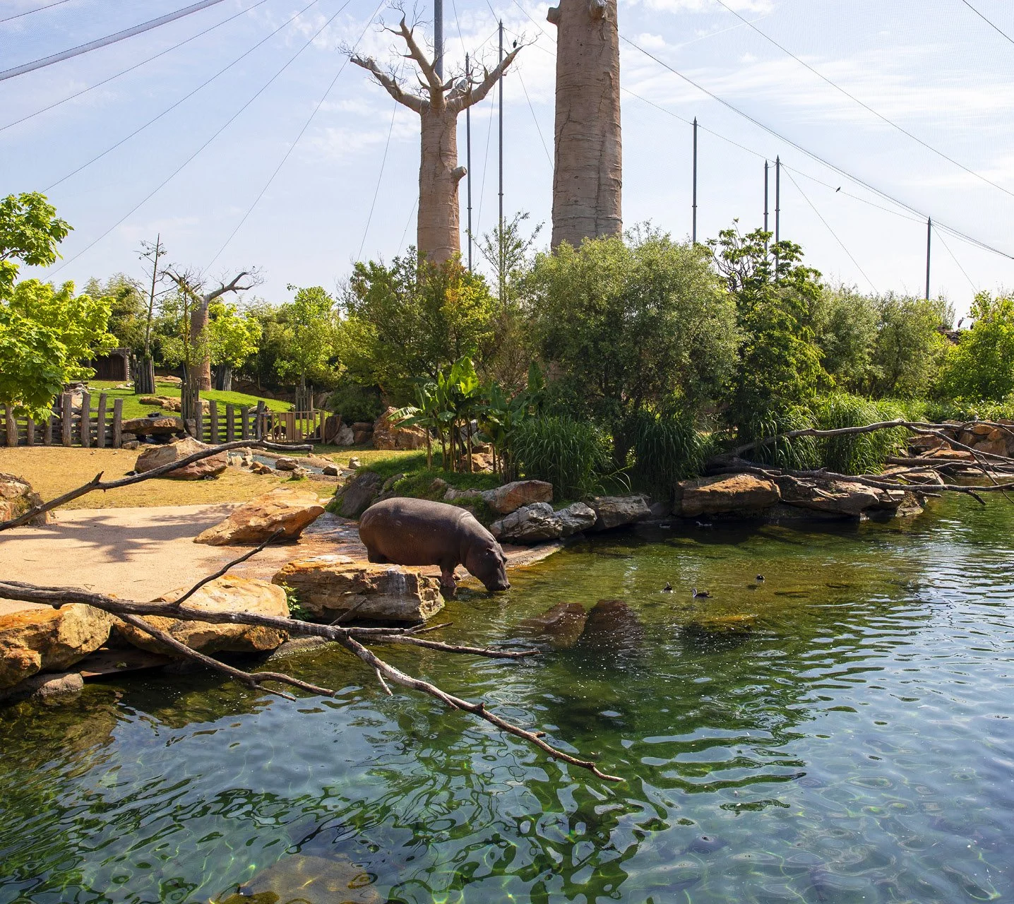 Hippo près de l'eau dans une zone boisée avec arbres, rochers et paysage de zoo ou de reserve naturelle.