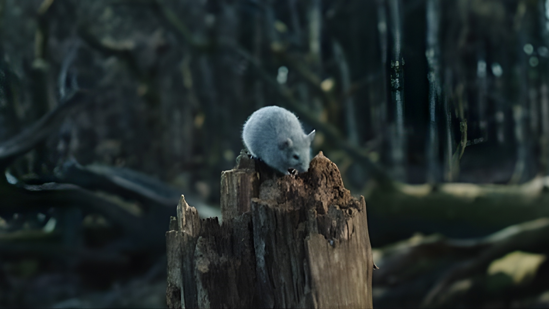 Alt-J In Cold Blood visual campaign, commissioner Andrew Law