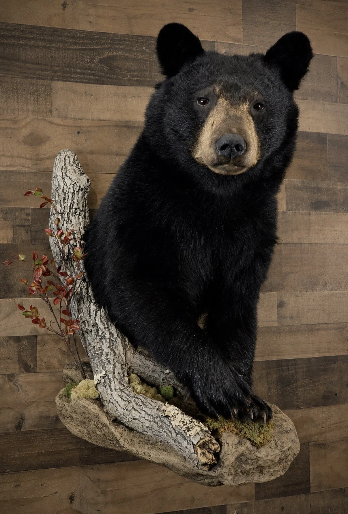 bear.jpeg
