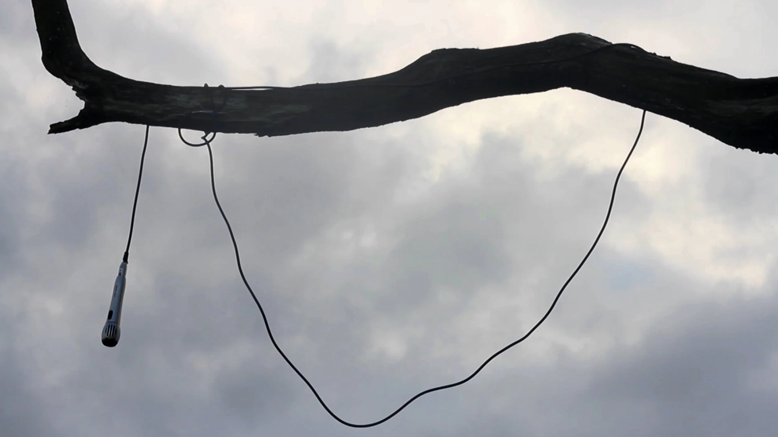 A tree branch with a white and black microphone hanging from a cable against a cloudy sky.