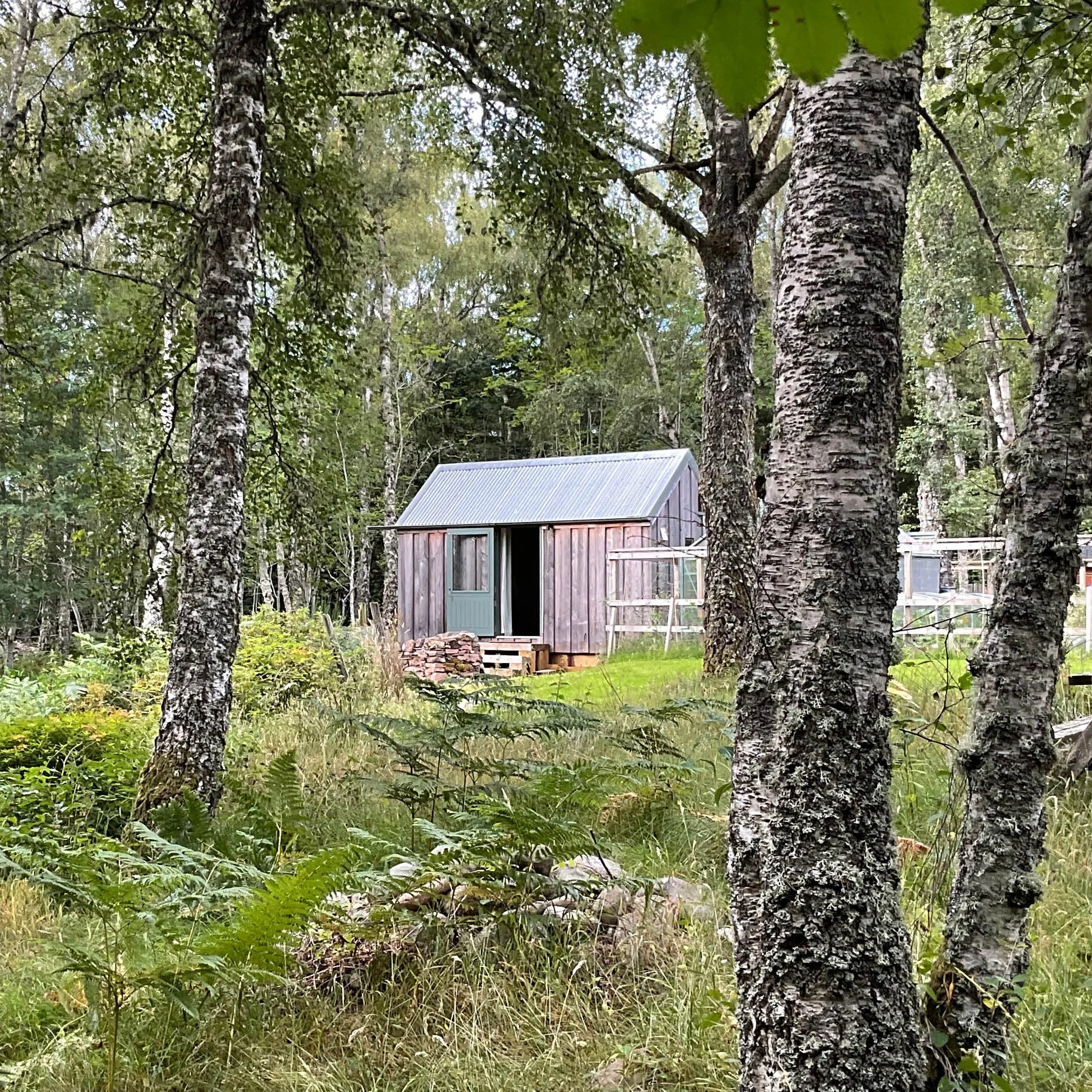 A rustic wooden shed with a metal roof situated in a forested area with tall trees and green grass.