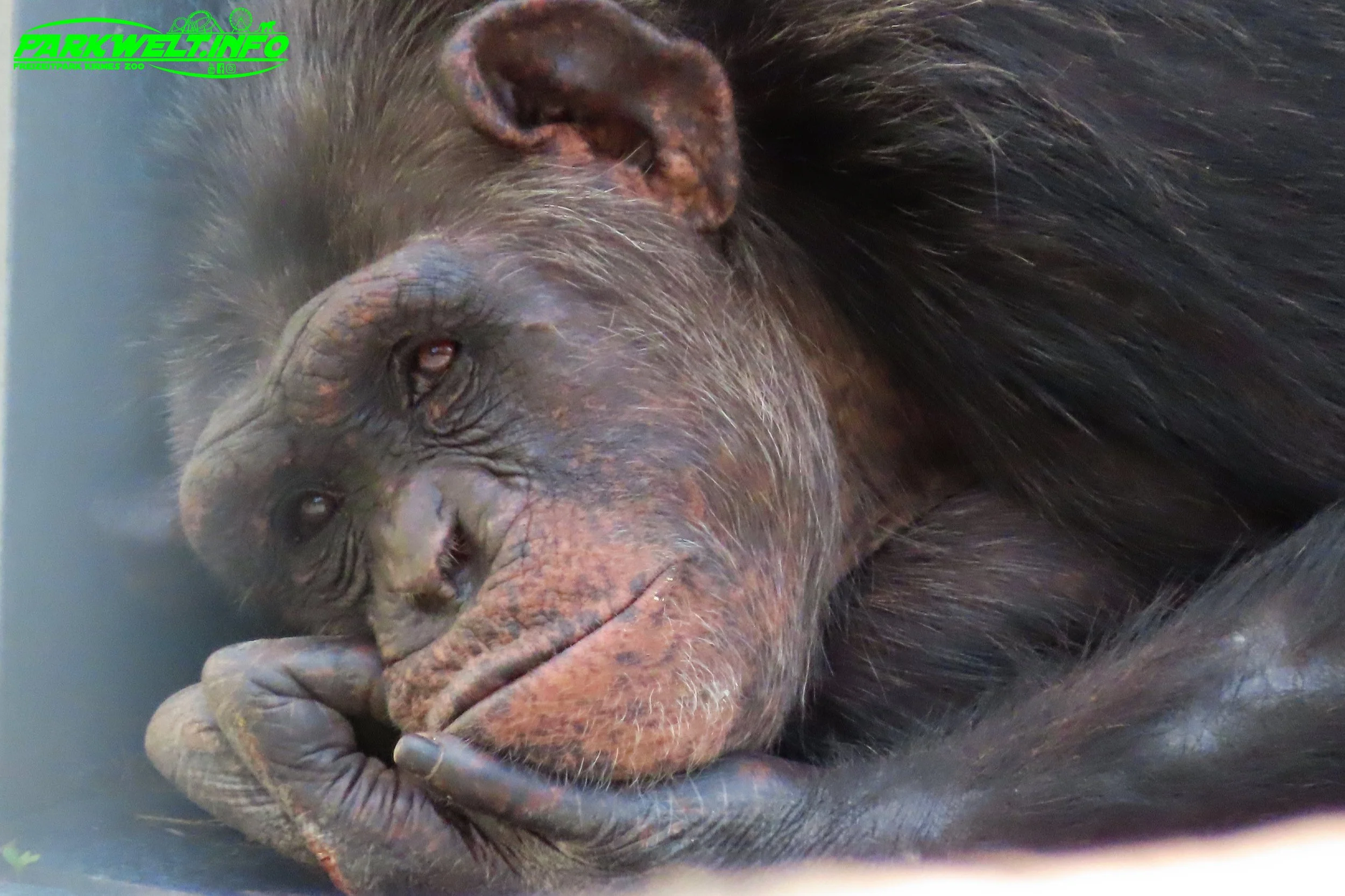 Schwaben Park Freizeitpark Tiere Attraktionen Achterbahn