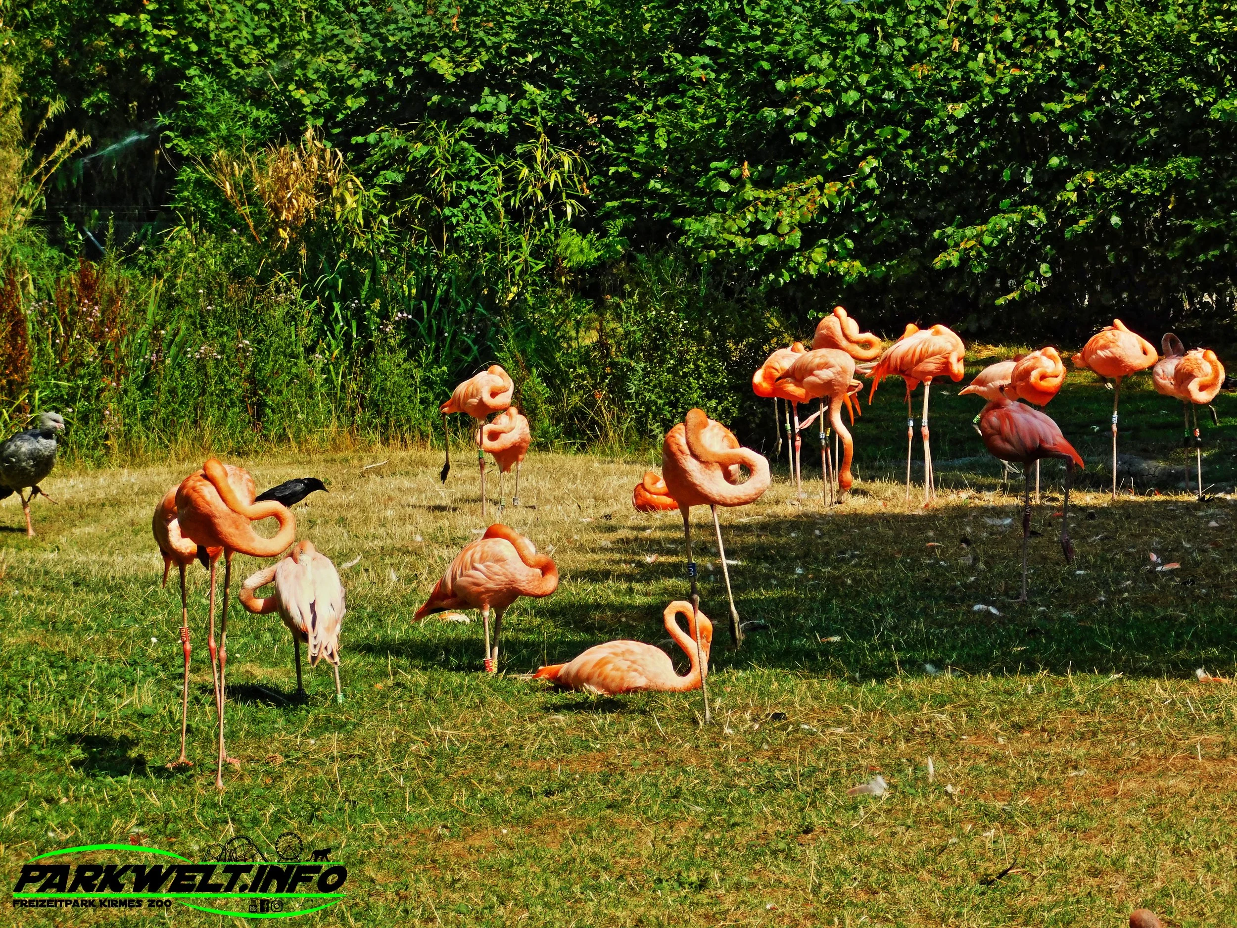 Kölner Zoo Tiere Wildpark Zoologischer Garten Reptilien Aquarium Köln Park Plan Guide Map Info Anfahrt Adresse