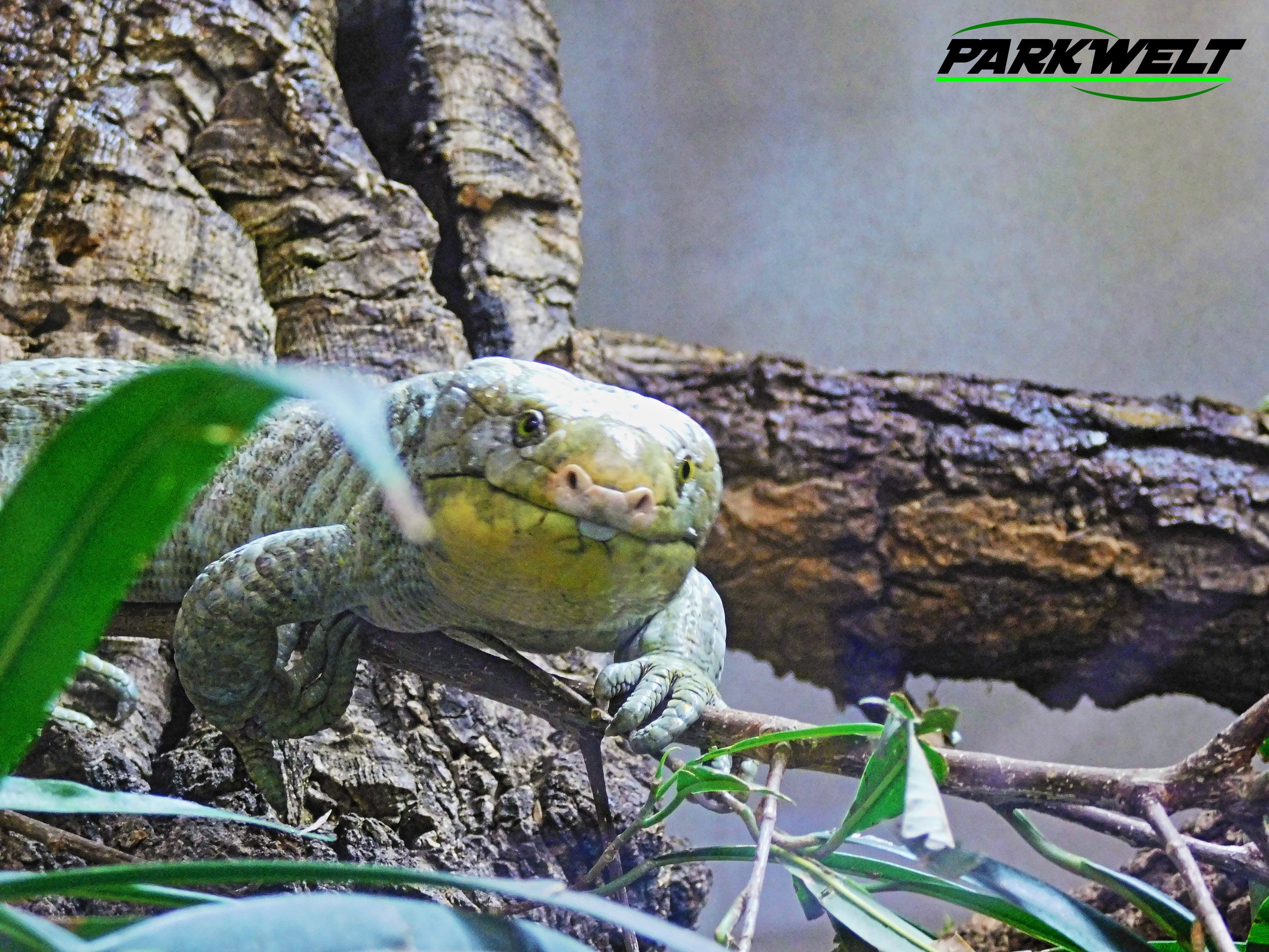 Zoo Neuwied Tiere Reptilien Aquarium Wildpark Rheinland Pfalz Park Plan Map Guide Infos Bilder Preise Öffnungszeiten Anfahrt Adresse 