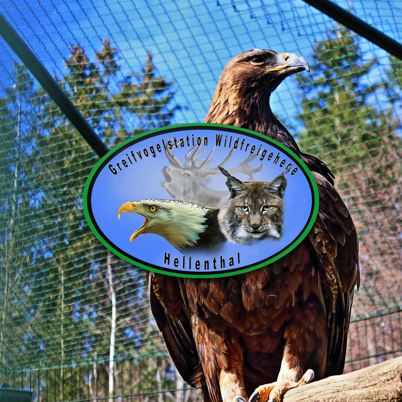 Greifvogelstation Wildfreigehege Hellenthal Wildpark Vogelpark Tierpark Infos Preise Anfahrt Map Guide Park Plan Fotos Bilder 