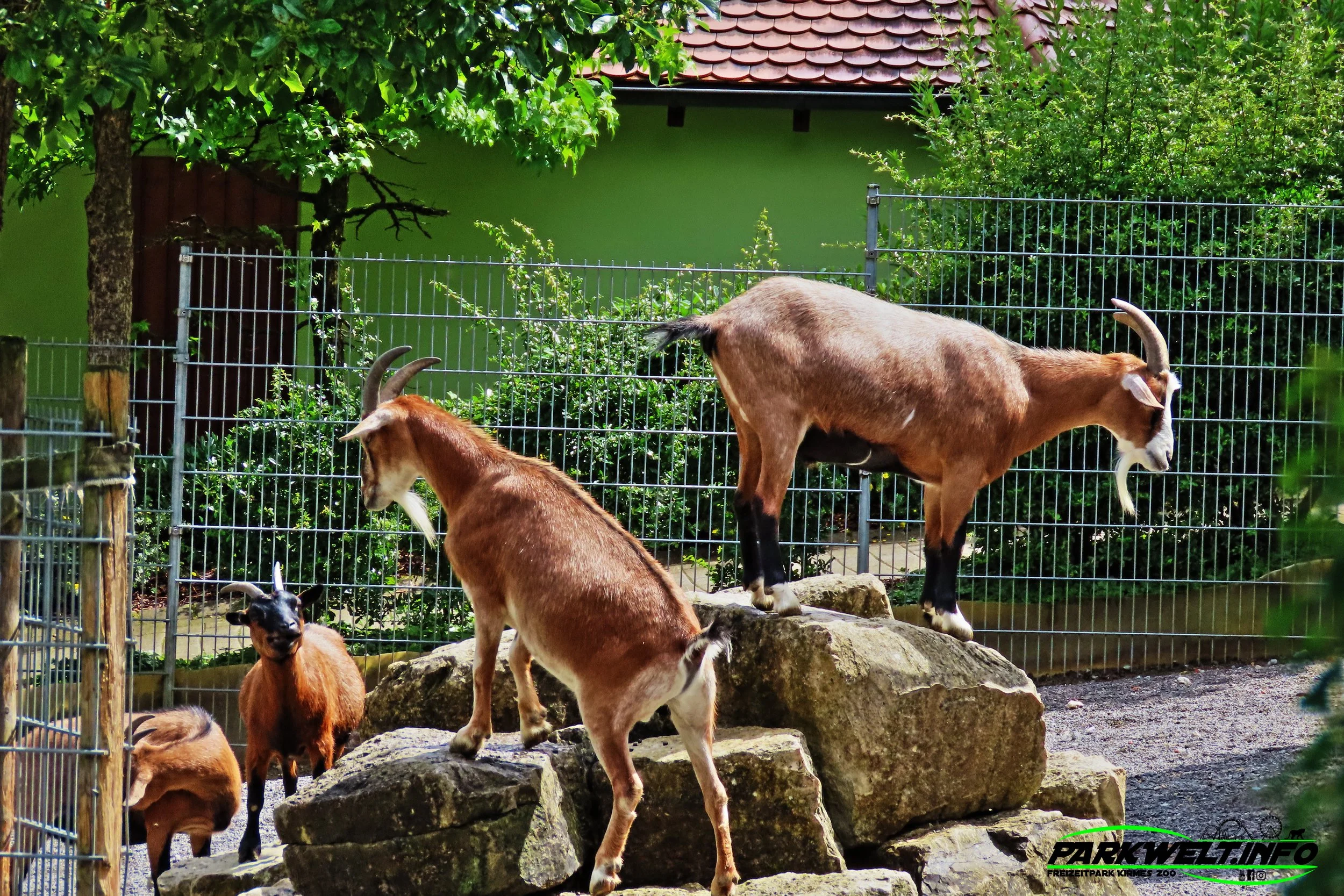 Schwaben Park Freizeitpark Tiere Attraktionen Achterbahn