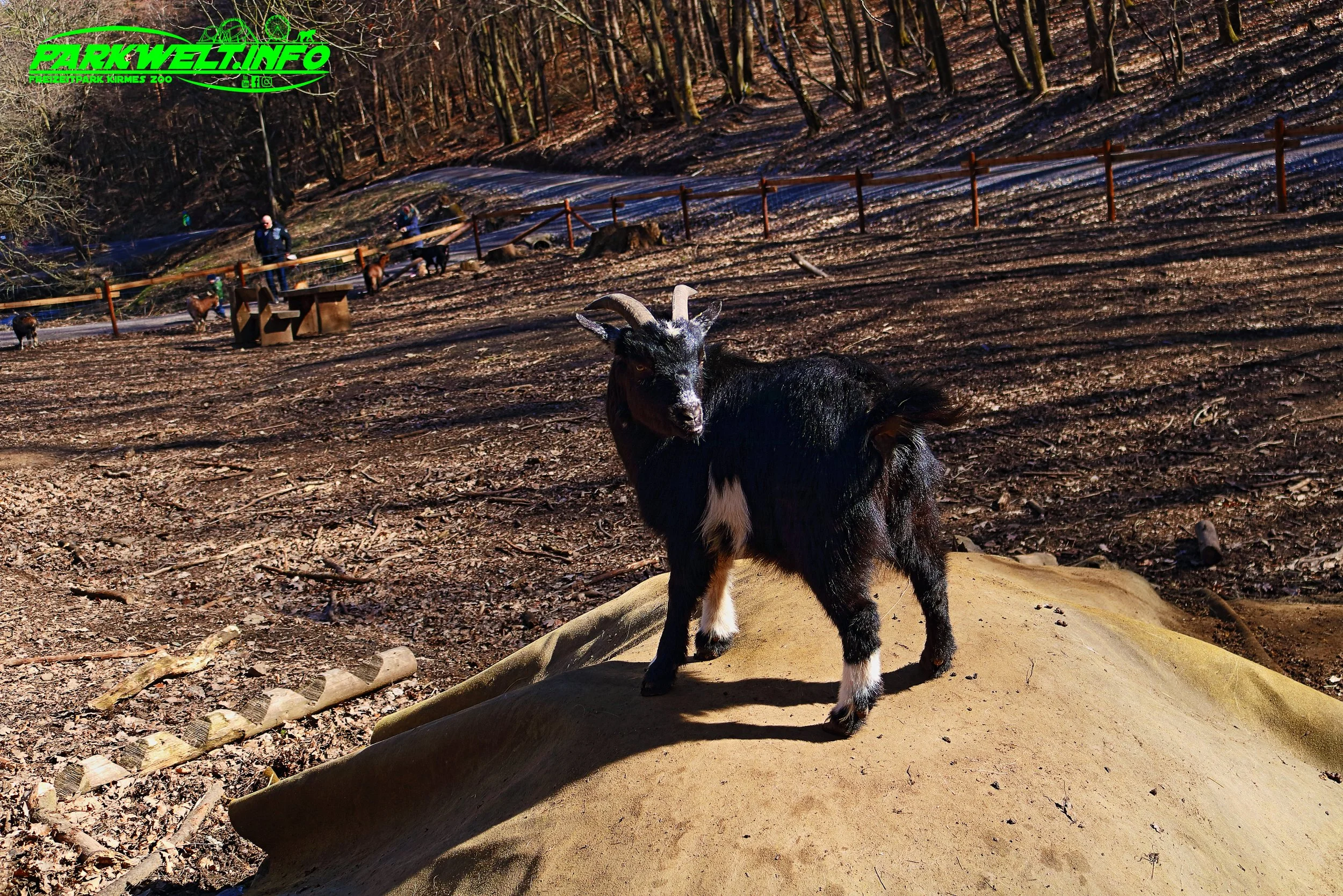 Wildpark Schmidt Tiere Zoo Infos News Park Plan Map Guide Adresse Parken Bilder Fotos Park Plan