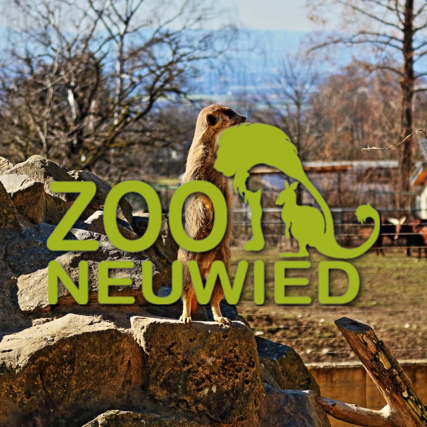 Ein Löwe im Zoo mit einem überlagerten Logo des Neumied Zoos, bestehend aus grünen Tierumrissen und dem Schriftzug 'Zoo Neumied'.