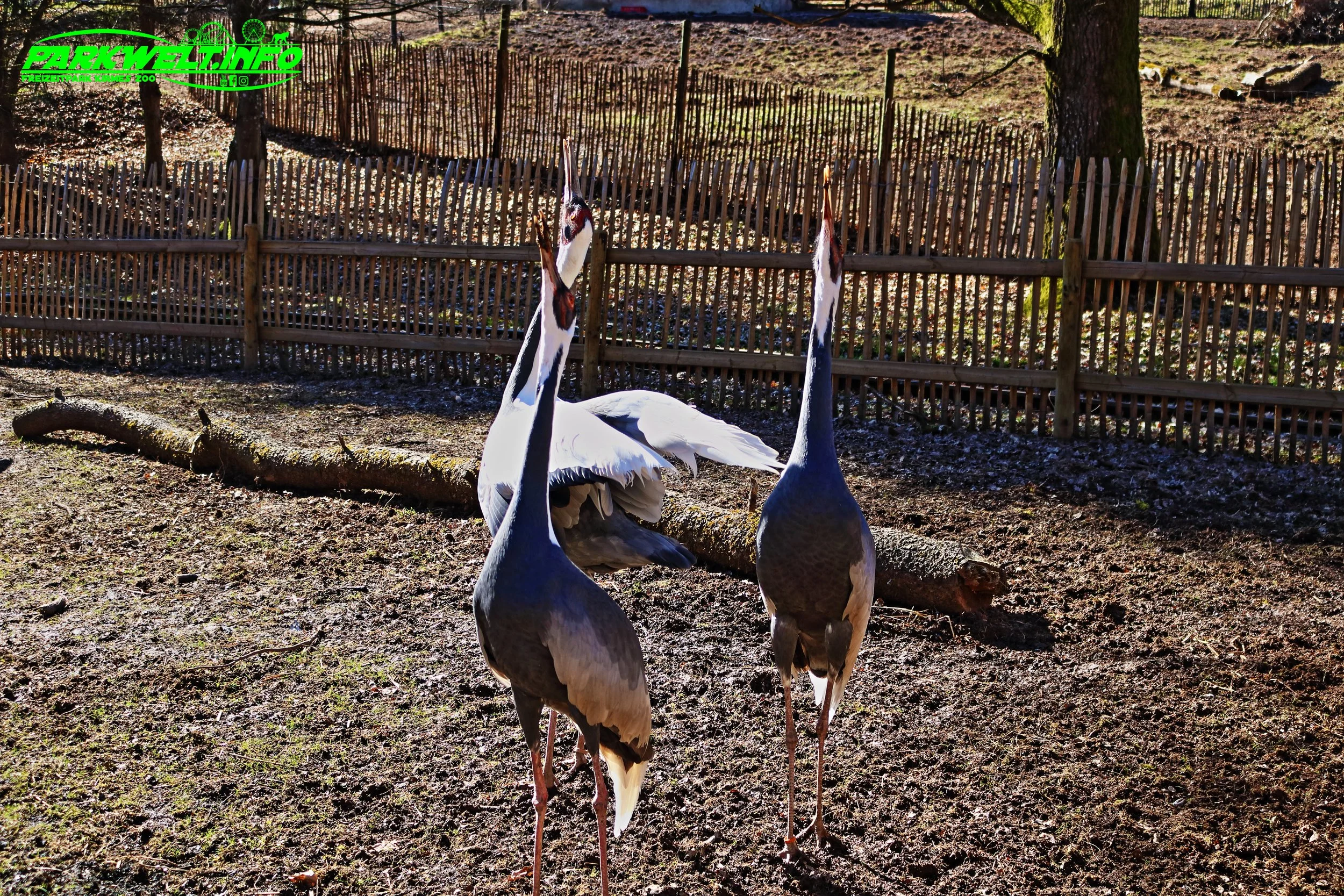 Eifel Zoo Wildpark Tiere Tierpark Lünebach Park Plan Info Adresse Anfahrt Info Map Guide Park Plan Fotos Bilder Attraktionen