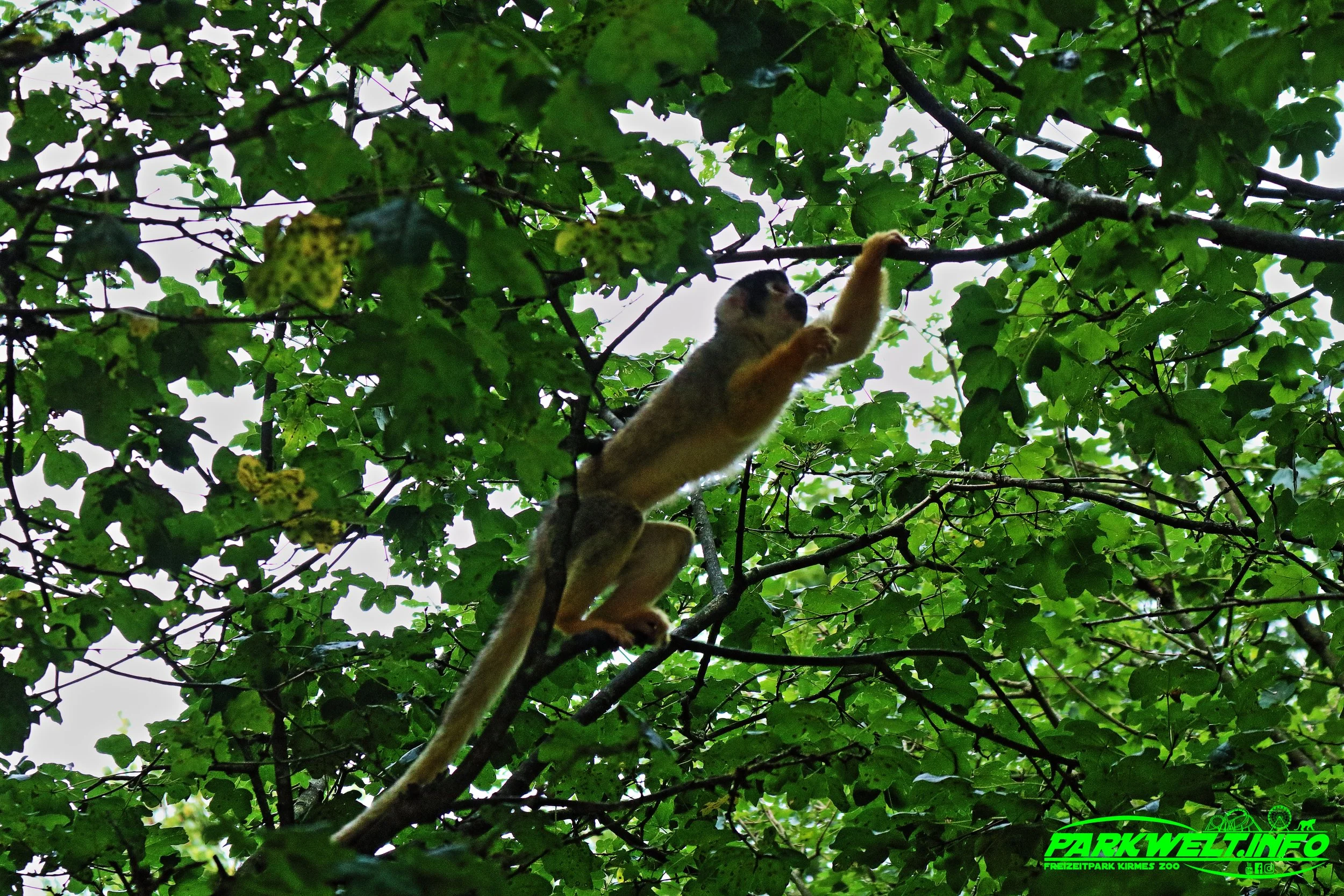 Affen und Vogelpark Eckenhagen Tierpark Wildpark Zoo Nordrhein Westfalen Zoo Wildpark Park Plan Info Anfahrt Bilder Fotos Attraktionen Fahrgeschäfte Vögel Affe 