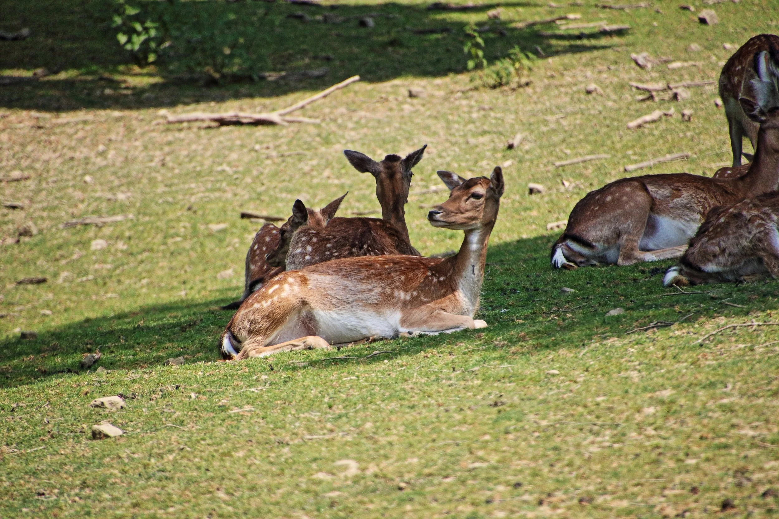 Eifelpark Tiere Attraktionen Info Achterbahn