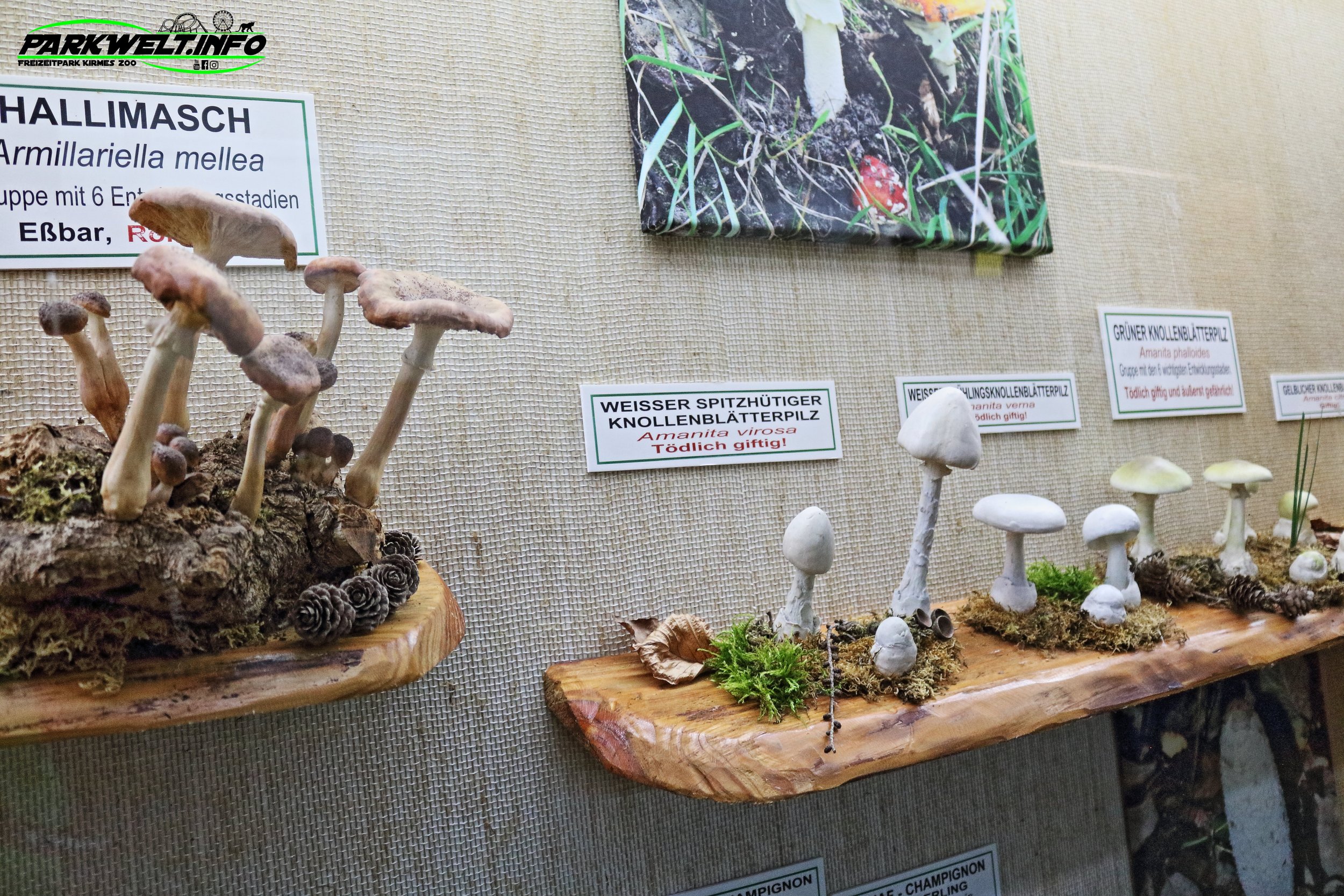 Pilz Lehrscha Pilze Ausstellung Tolk Schau Familien Freizeitpark Tolk Schleswig Holstein Attraktionen Fahrgeschäfte Grillhütte Adresse Themepark Achterbahn