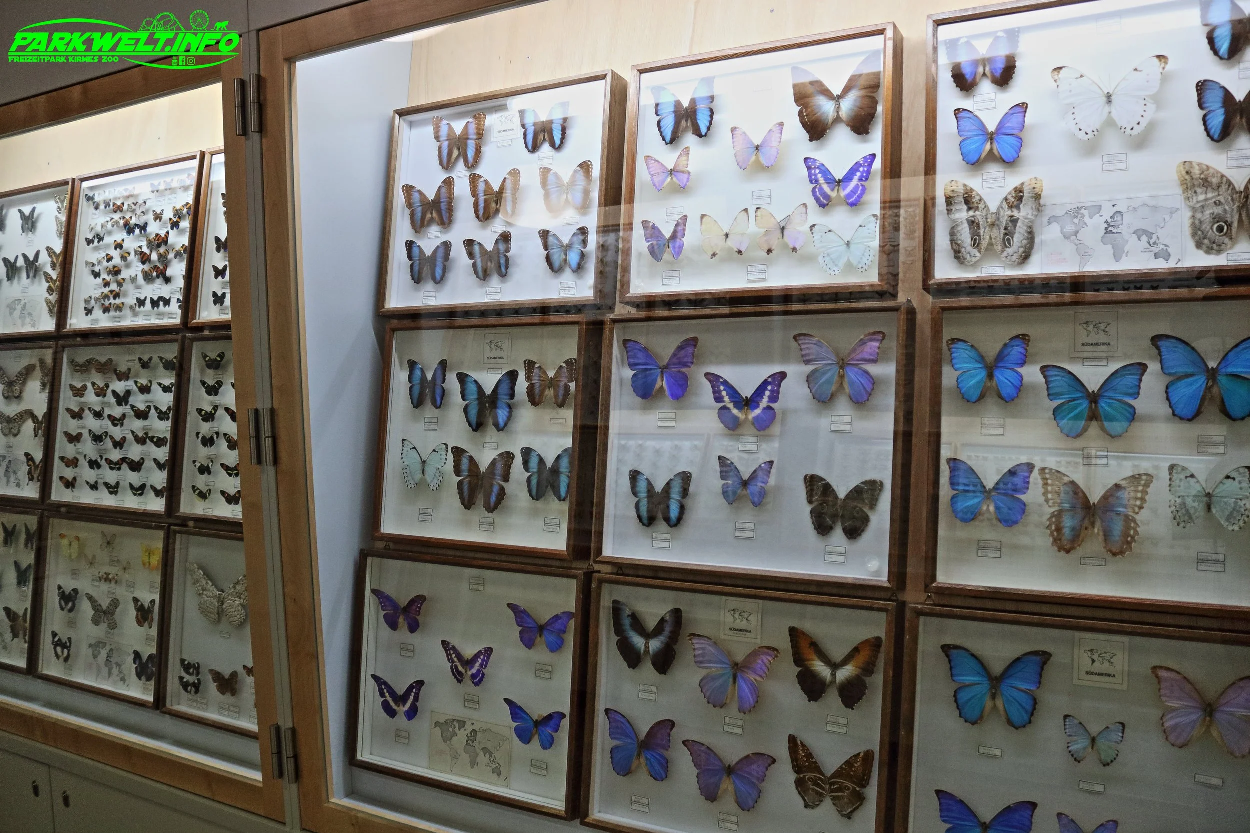 Insekten &amp; Schmetterlingssammlung