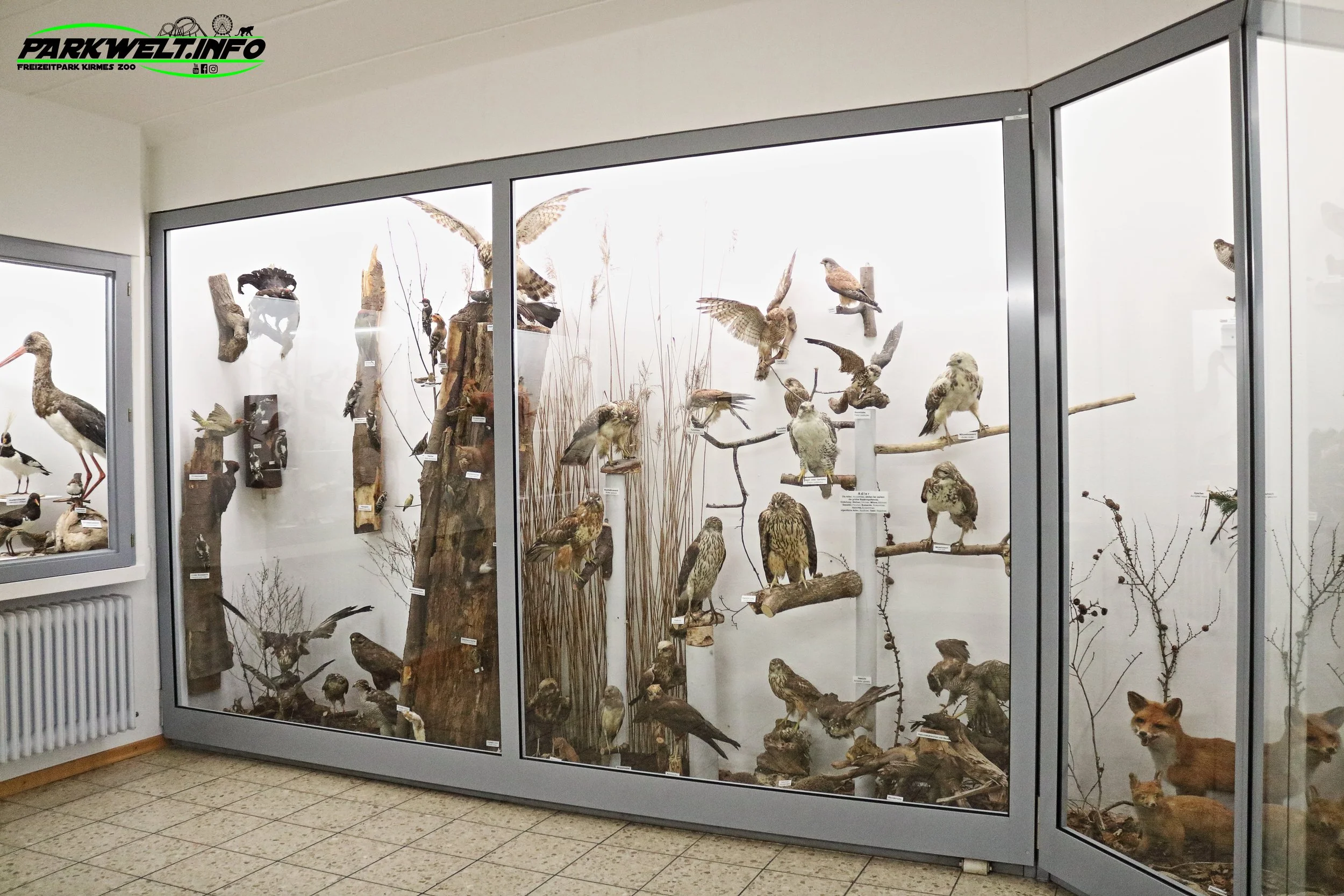 Heimische Vogelwelt