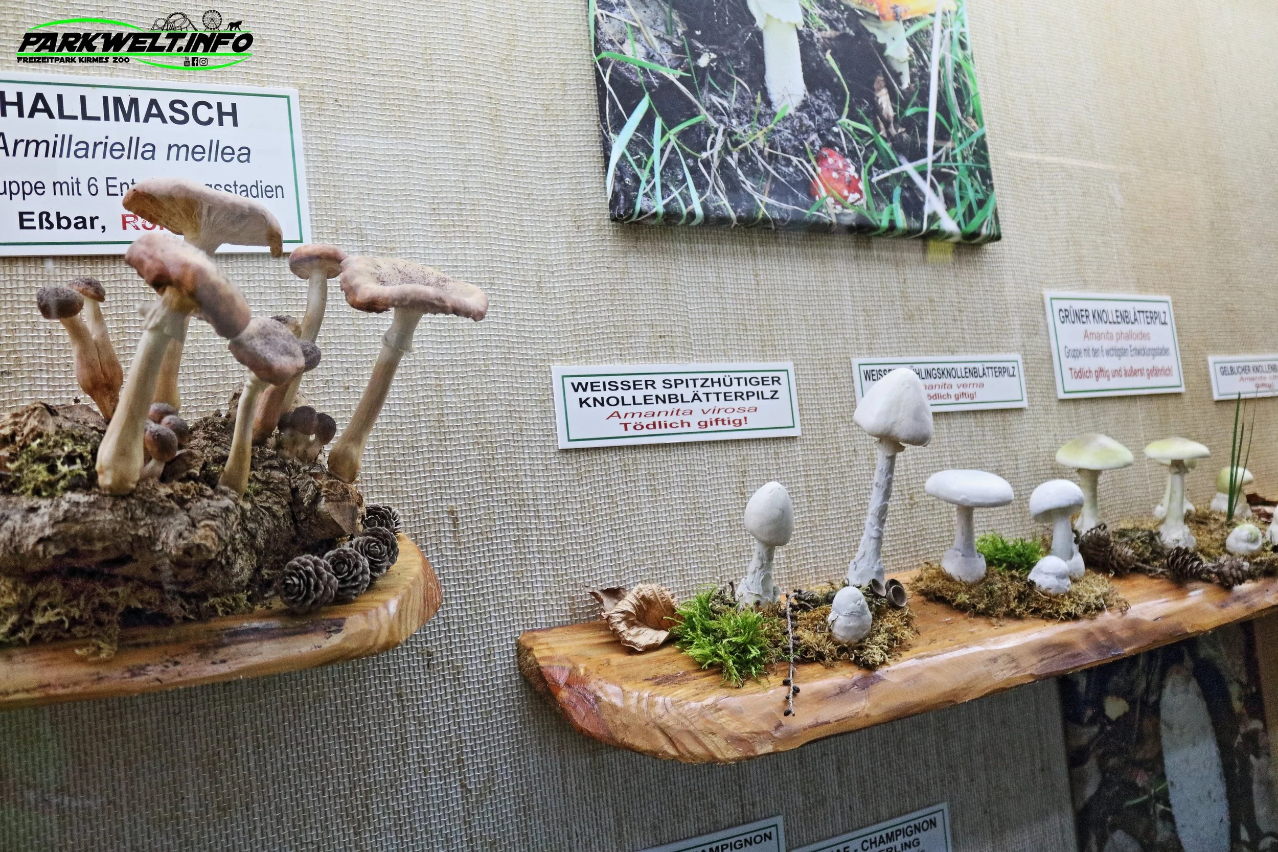 Pilz-Lehrschau