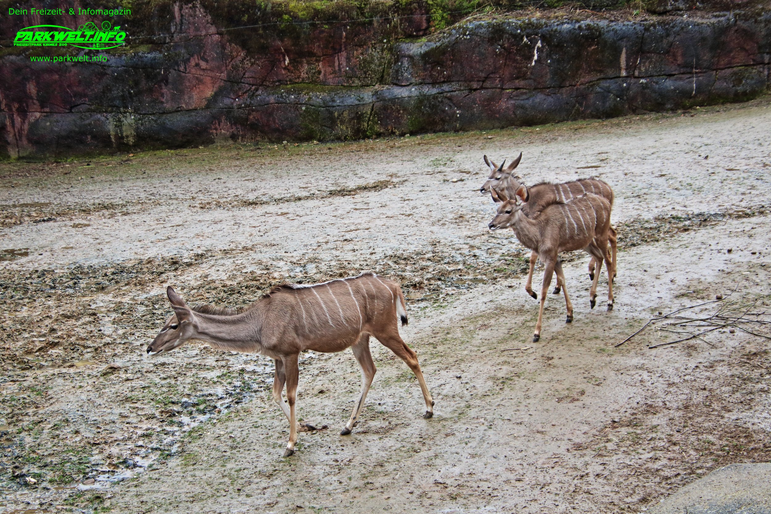 8l.JPG