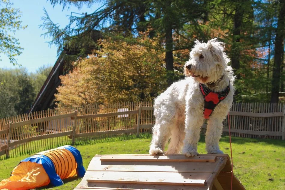 Fort Fun Abenteuerland- Speed Dog Arena eröffnet am 1. Mai 2026