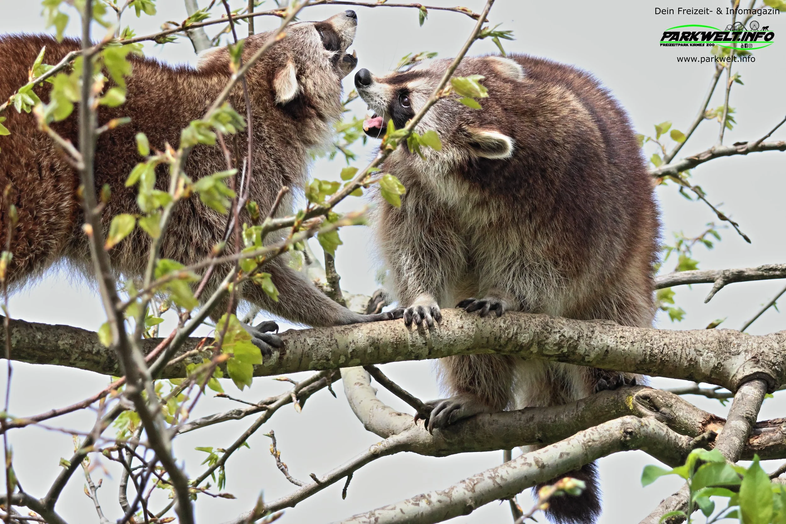 Tier Erlebnispark Bell Hunsrück Wildpark Zoo Tiere Attraktionen Adresse Preise Info Nilder Park Plan Map Guide Husky Show