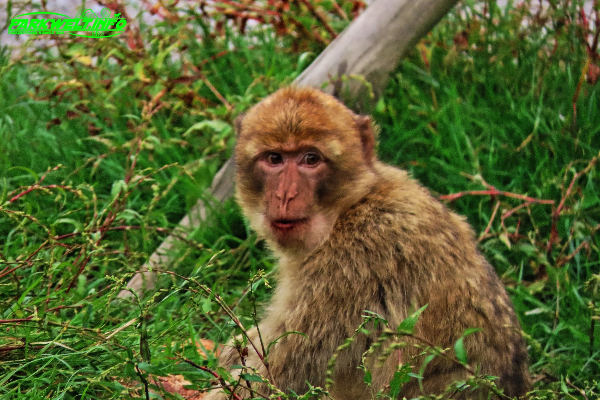 Affen und Vogelpark Eckenhagen Tierpark Wildpark Zoo Nordrhein Westfalen Zoo Wildpark Park Plan Info Anfahrt Bilder Fotos Attraktionen Fahrgeschäfte Vögel Affe 
