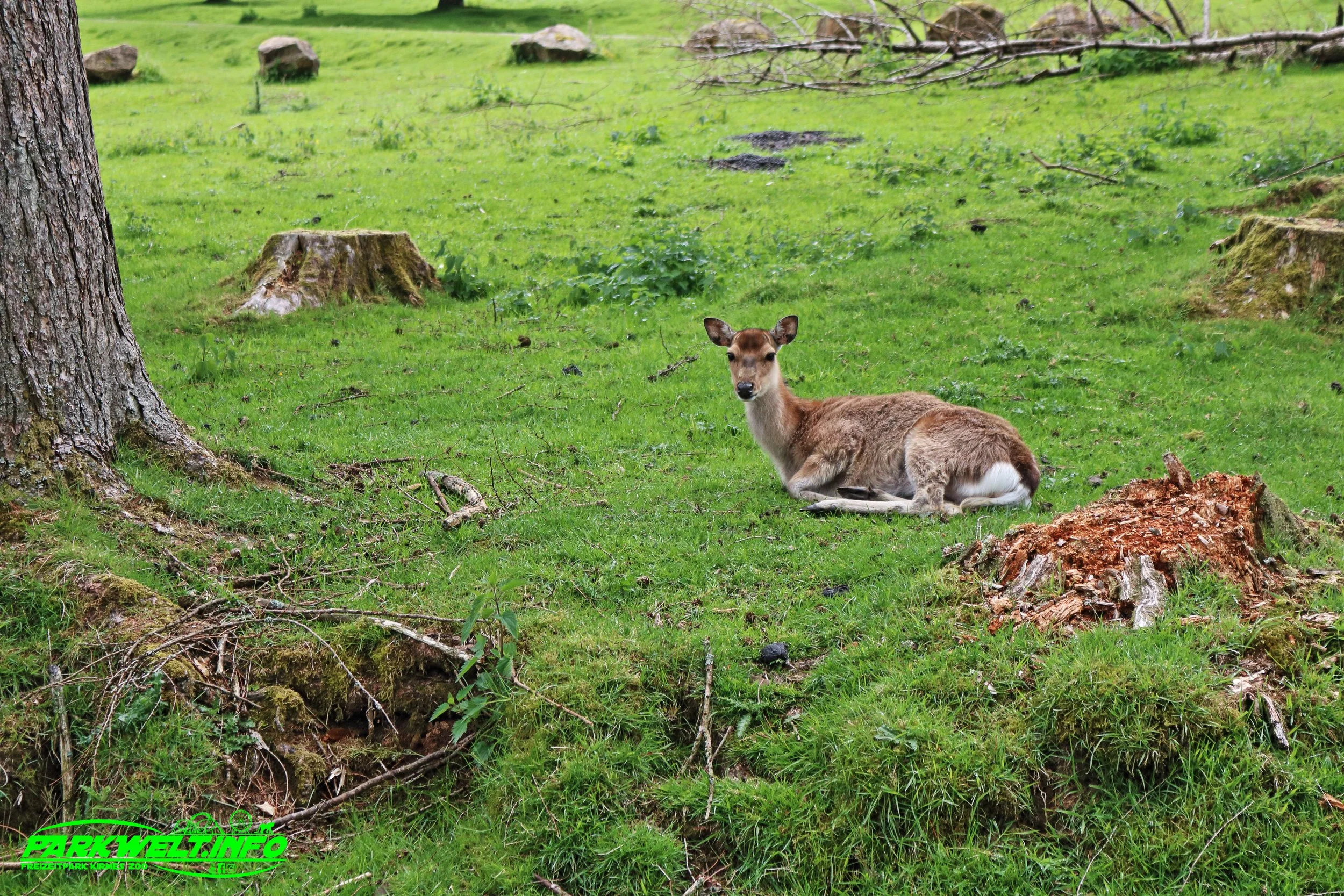 Panorama Park Sauerland Freizeitpark Ausflugsziel Wildpark Rodelbahn Sommer Ausflugsziel Familien Ausflug Info Attraktionen Fahrgeschäfte Tiere