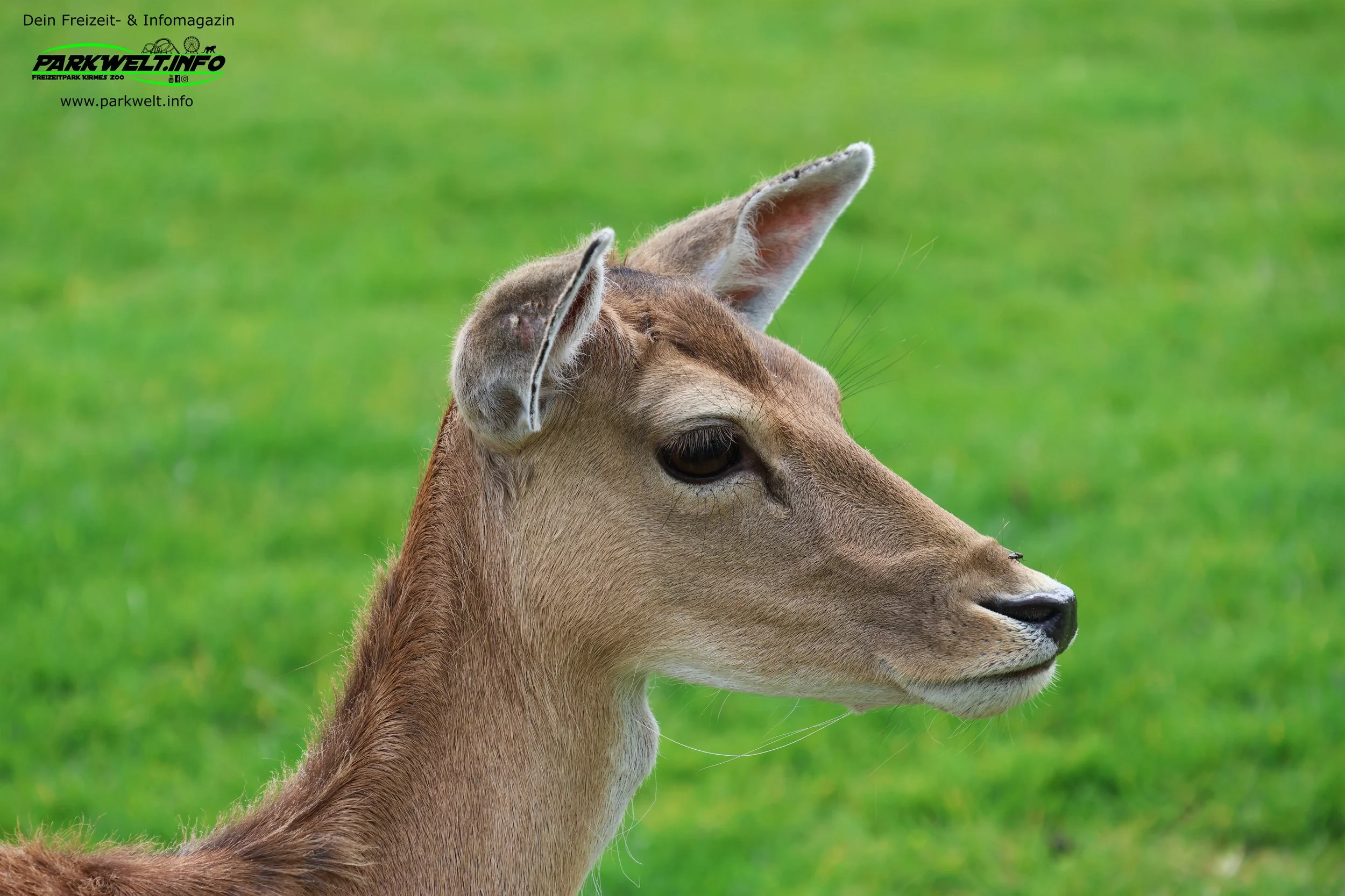 Panorama Park Sauerland Freizeitpark Ausflugsziel Wildpark Rodelbahn Sommer Ausflugsziel Familien Ausflug Info Attraktionen Fahrgeschäfte Tiere