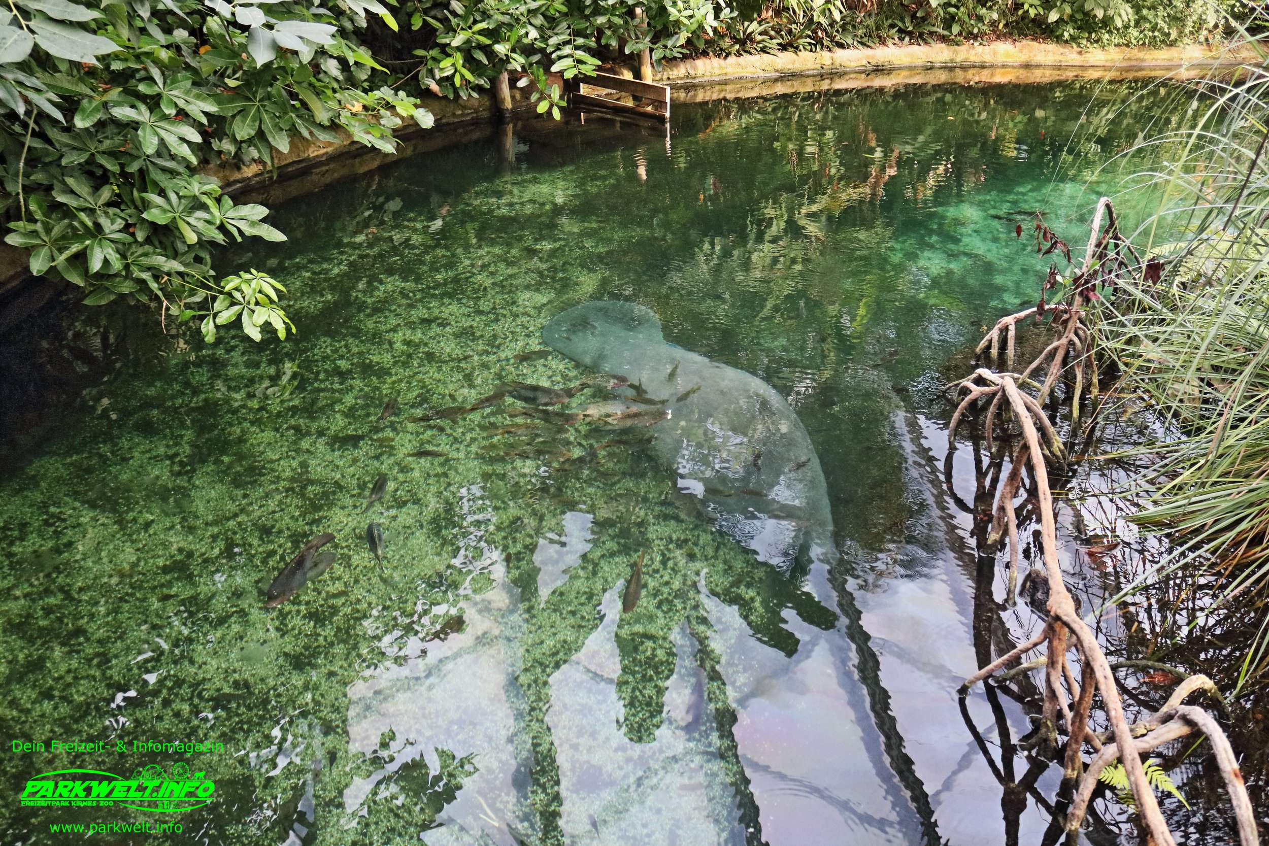 Burgers Zoo Arnhein Niederlande Holland Tierpark Wildpark Tiere Zoo Wild Tiere Info Park Plan Map Guide Anfahrt Adresse