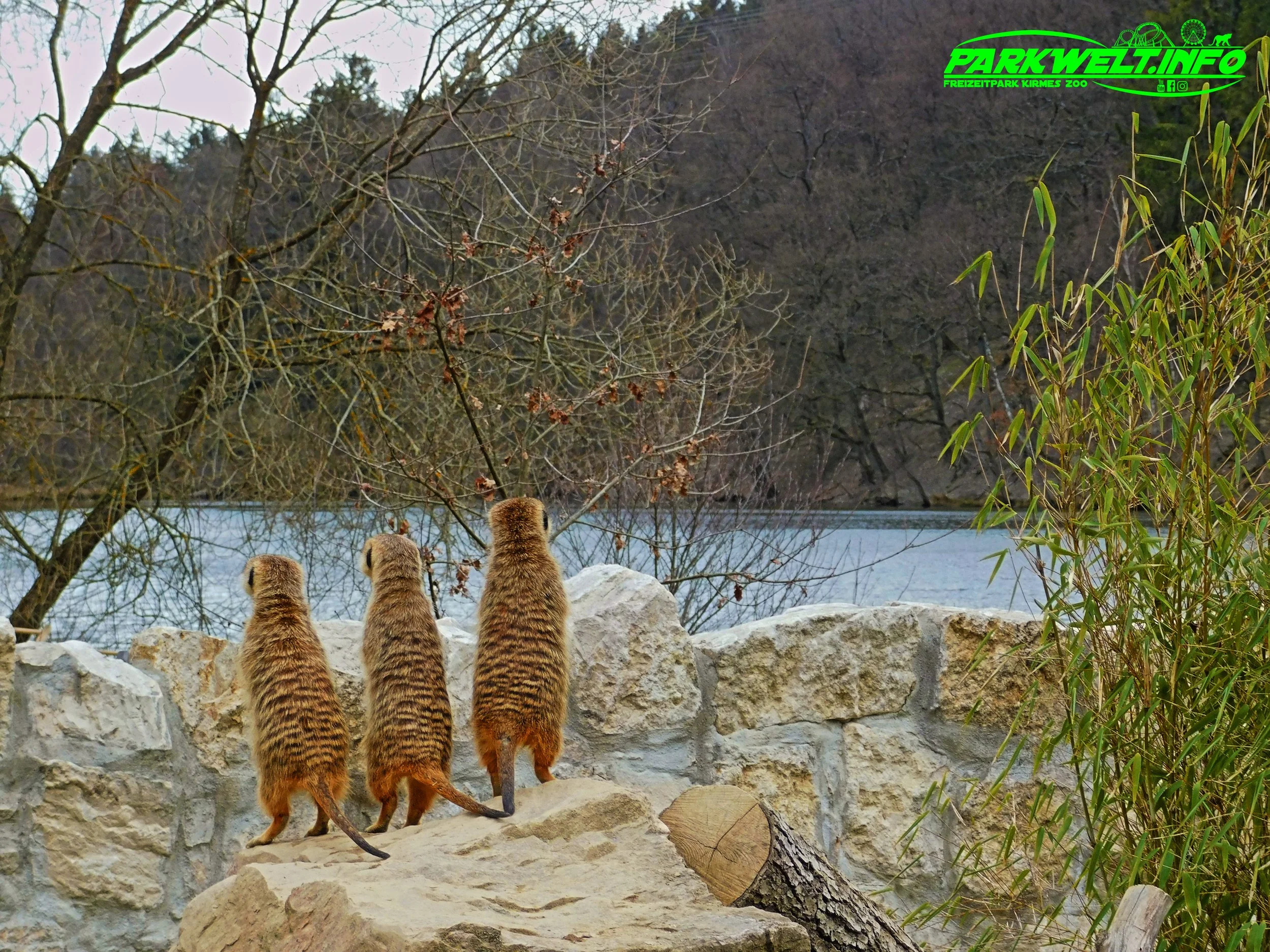 Tierpark Rheinböllen Wildpark Wildtiere Infos Parkplan Park Plan Map Guide Fotos Bilder Hochwildpark Wildtiere Adresse Anfahrt