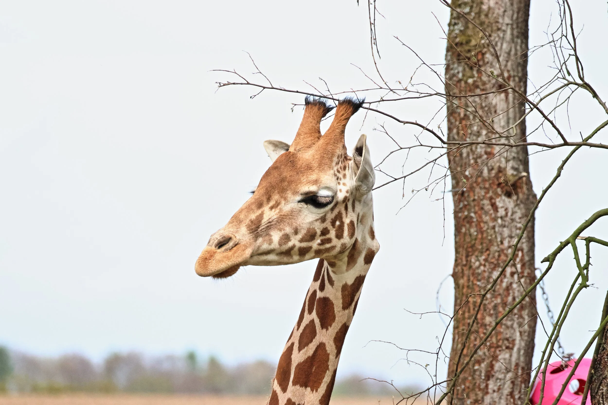 Tier Erlebnispark Bell Hunsrück Wildpark Zoo Tiere Attraktionen Adresse Preise Info Nilder Park Plan Map Guide Husky Show