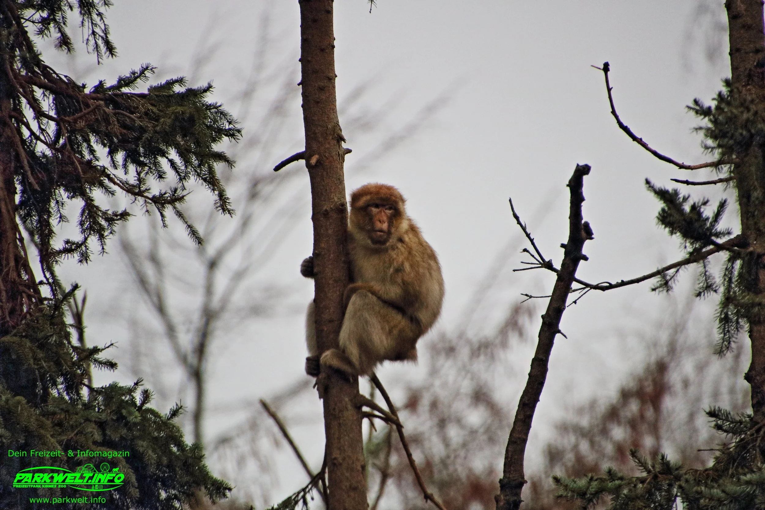 GaiaZoo Gaia zoo Tiere Niederlande Holland Tierpark Kerkrade Info Adresse Anfahrt Parkplatz Tiere Park Plan map guide