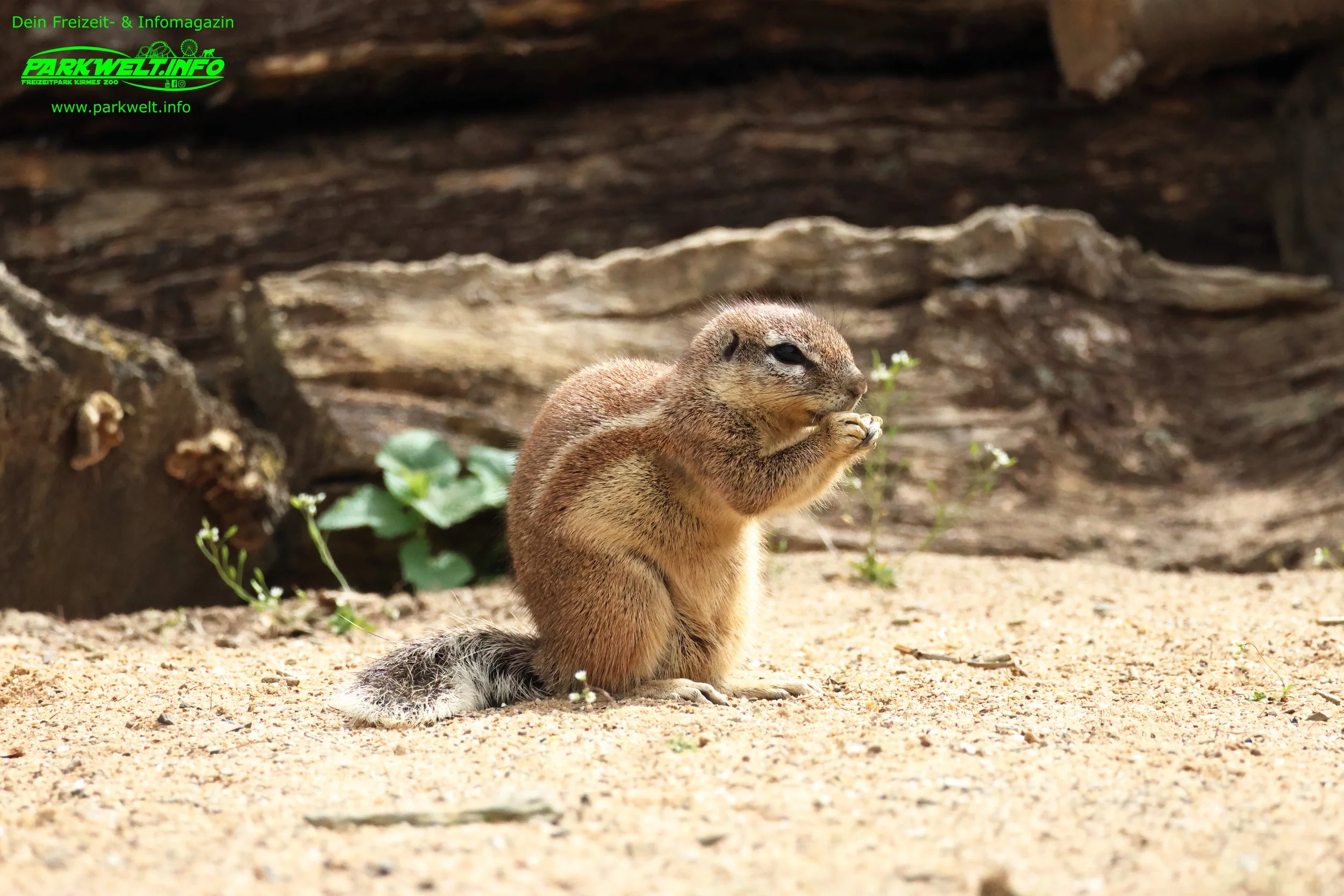 Tier Erlebnispark Bell Hunsrück Wildpark Zoo Tiere Attraktionen Adresse Preise Info Nilder Park Plan Map Guide Husky Show