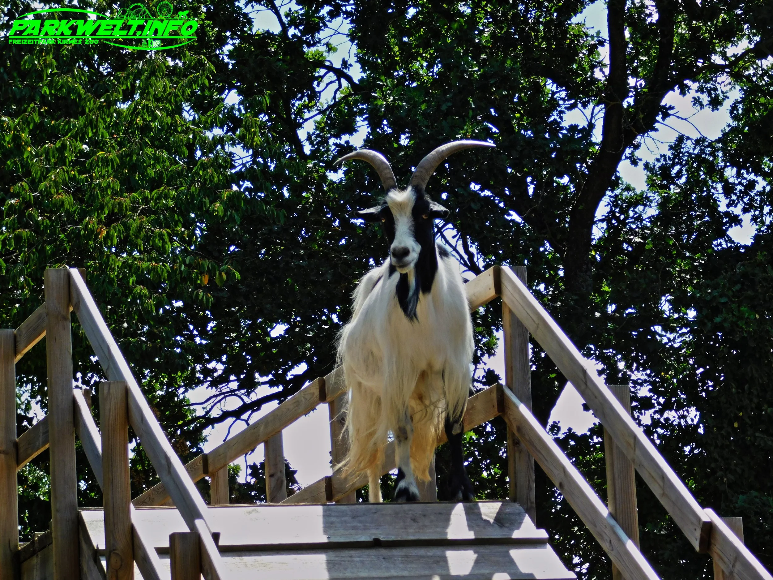 Tier Erlebnispark Bell Hunsrück Wildpark Zoo Tiere Attraktionen Adresse Preise Info Nilder Park Plan Map Guide Husky Show